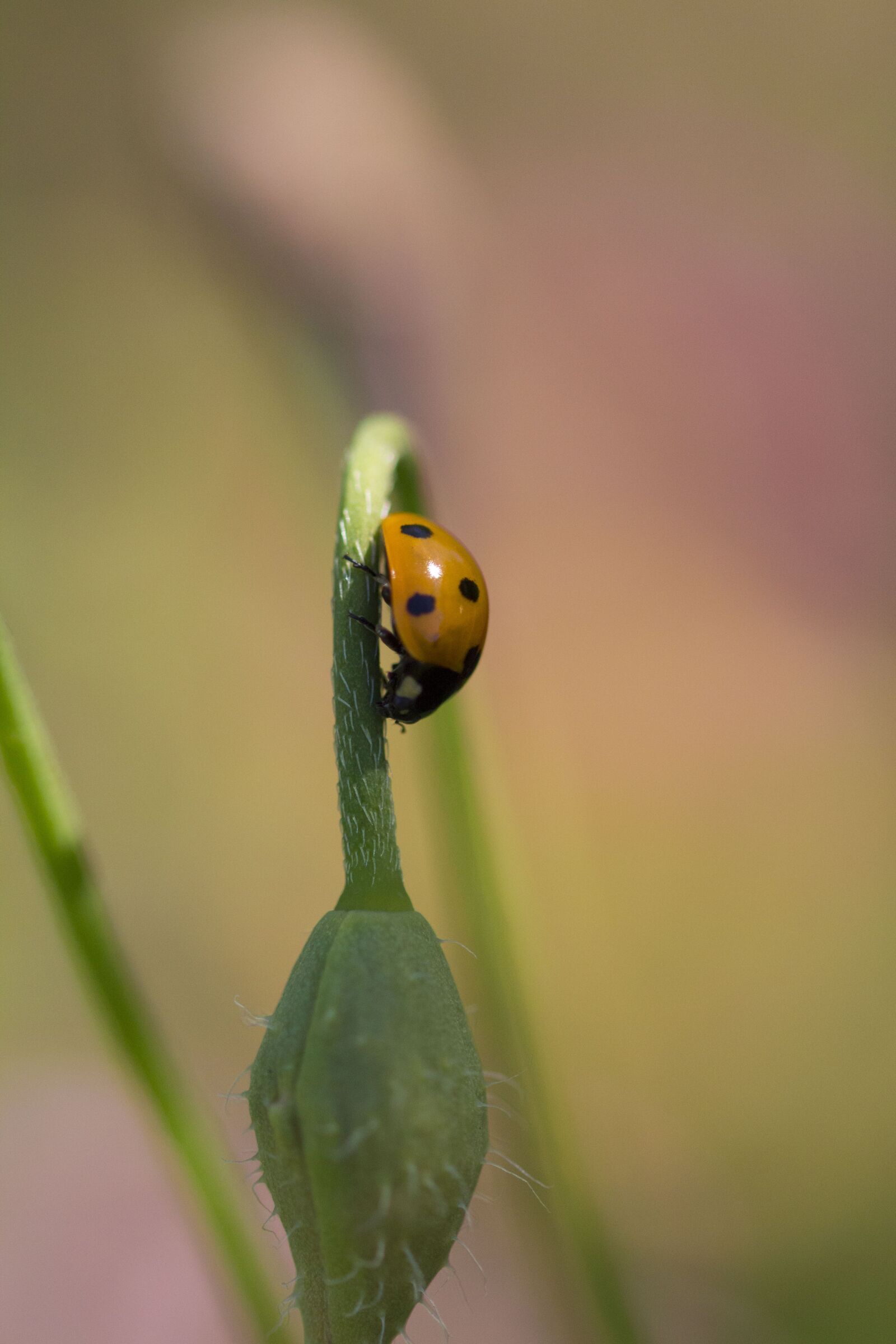 Canon EOS 650D (EOS Rebel T4i / EOS Kiss X6i) sample photo. Beetle, nature, insect photography