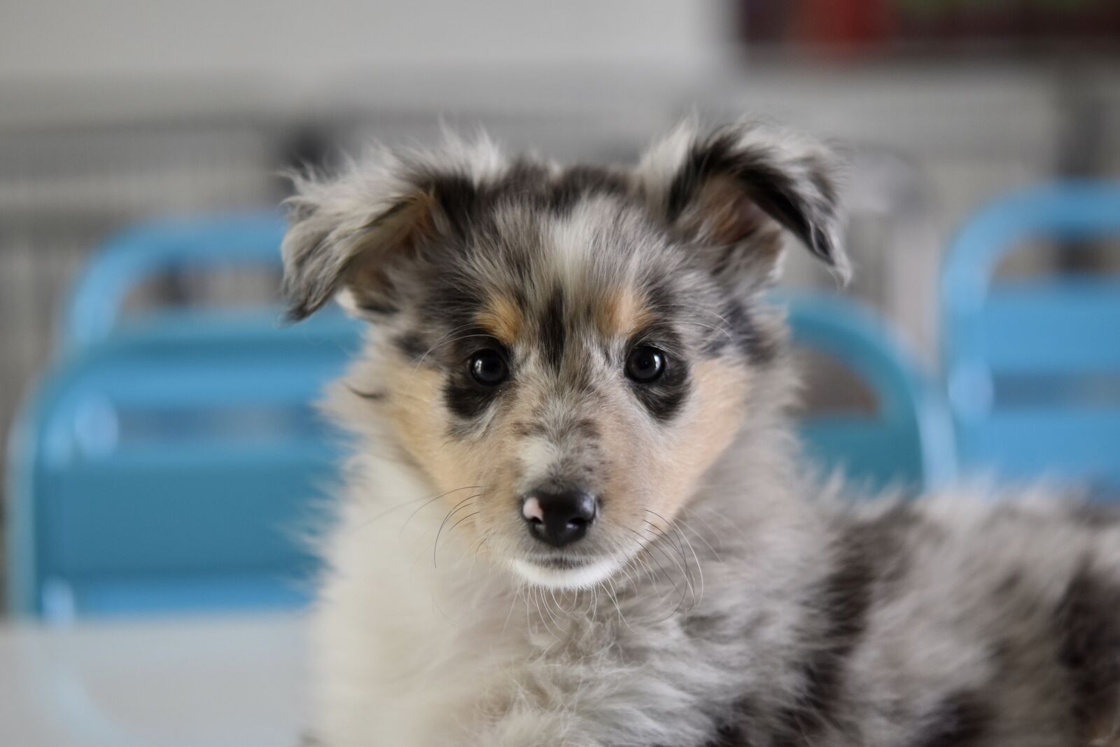 Nikon D5600 sample photo. Dog, puppy, young bitch photography