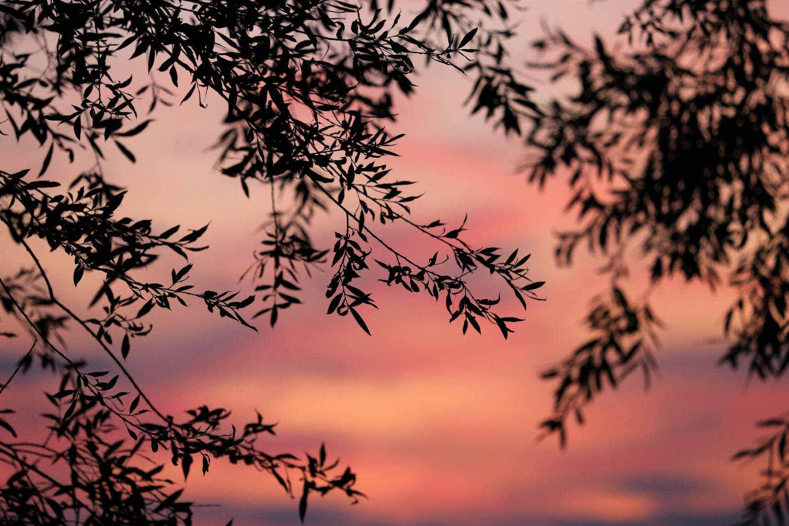 Canon EOS 6D + Canon EF 70-300 F4-5.6 IS II USM sample photo. Sunset, evening, osier branches photography