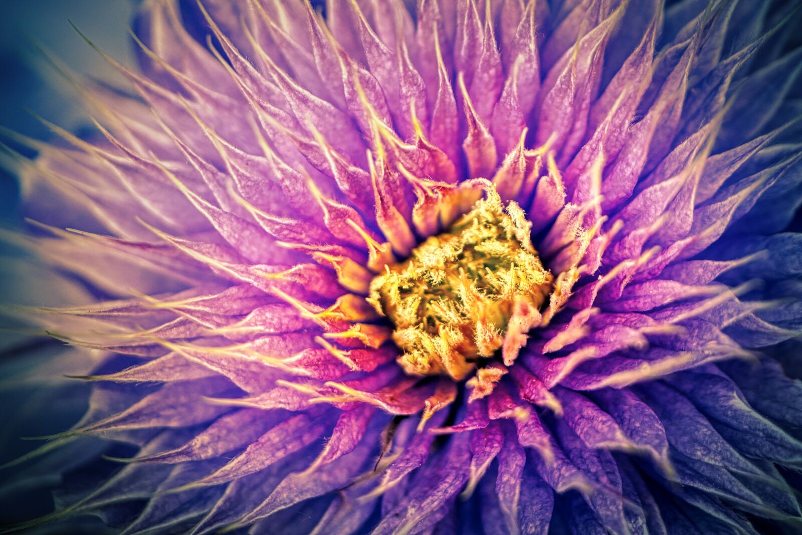 Panasonic Lumix DMC-GX8 sample photo. Flower, prickly, plant photography