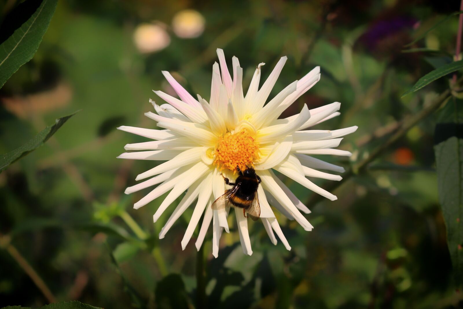 Canon EOS 700D (EOS Rebel T5i / EOS Kiss X7i) sample photo. Bumblebee, insect, pollination photography