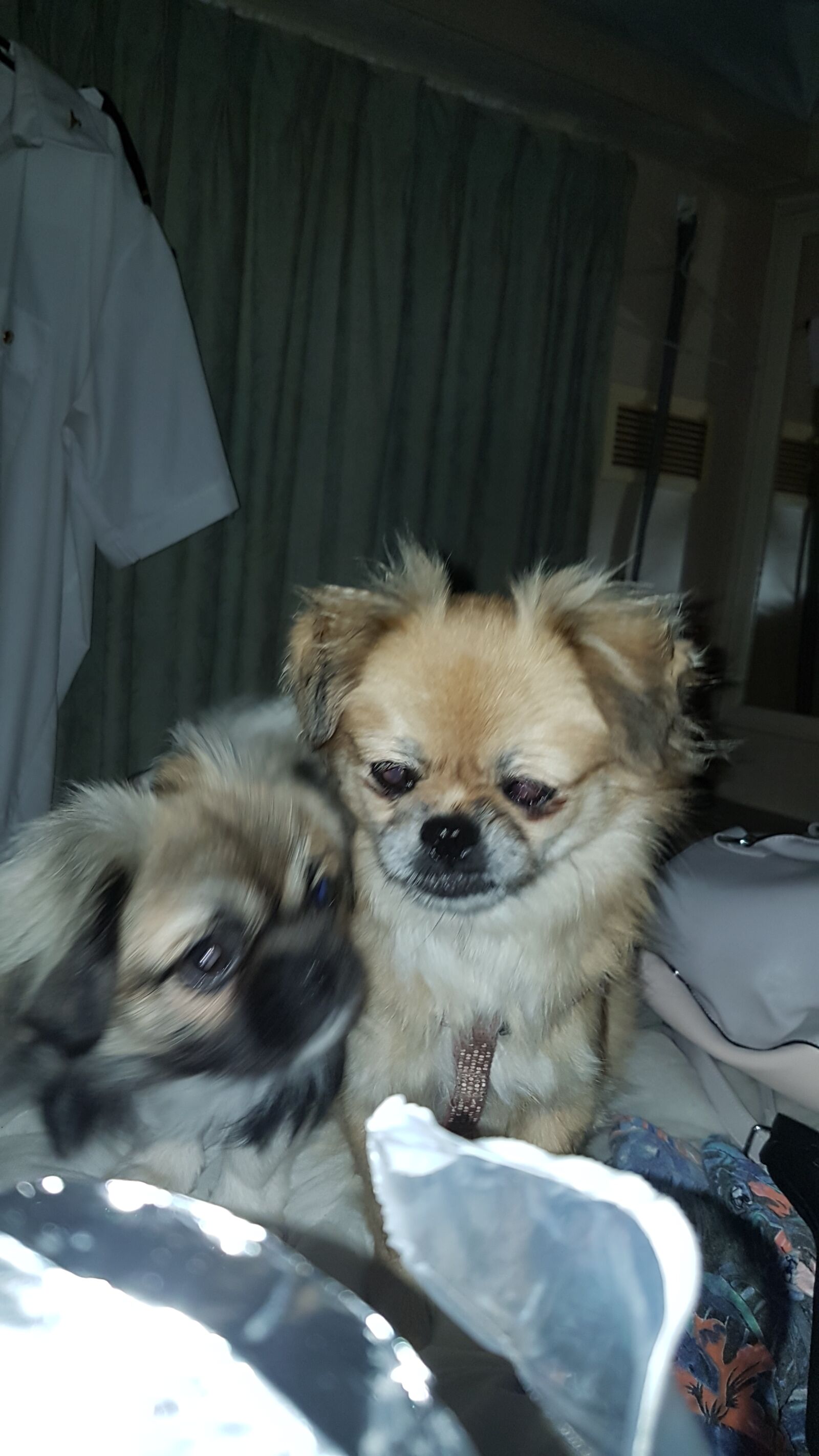 Samsung Galaxy S7 Edge sample photo. Tibetan spaniel, dog, pet photography