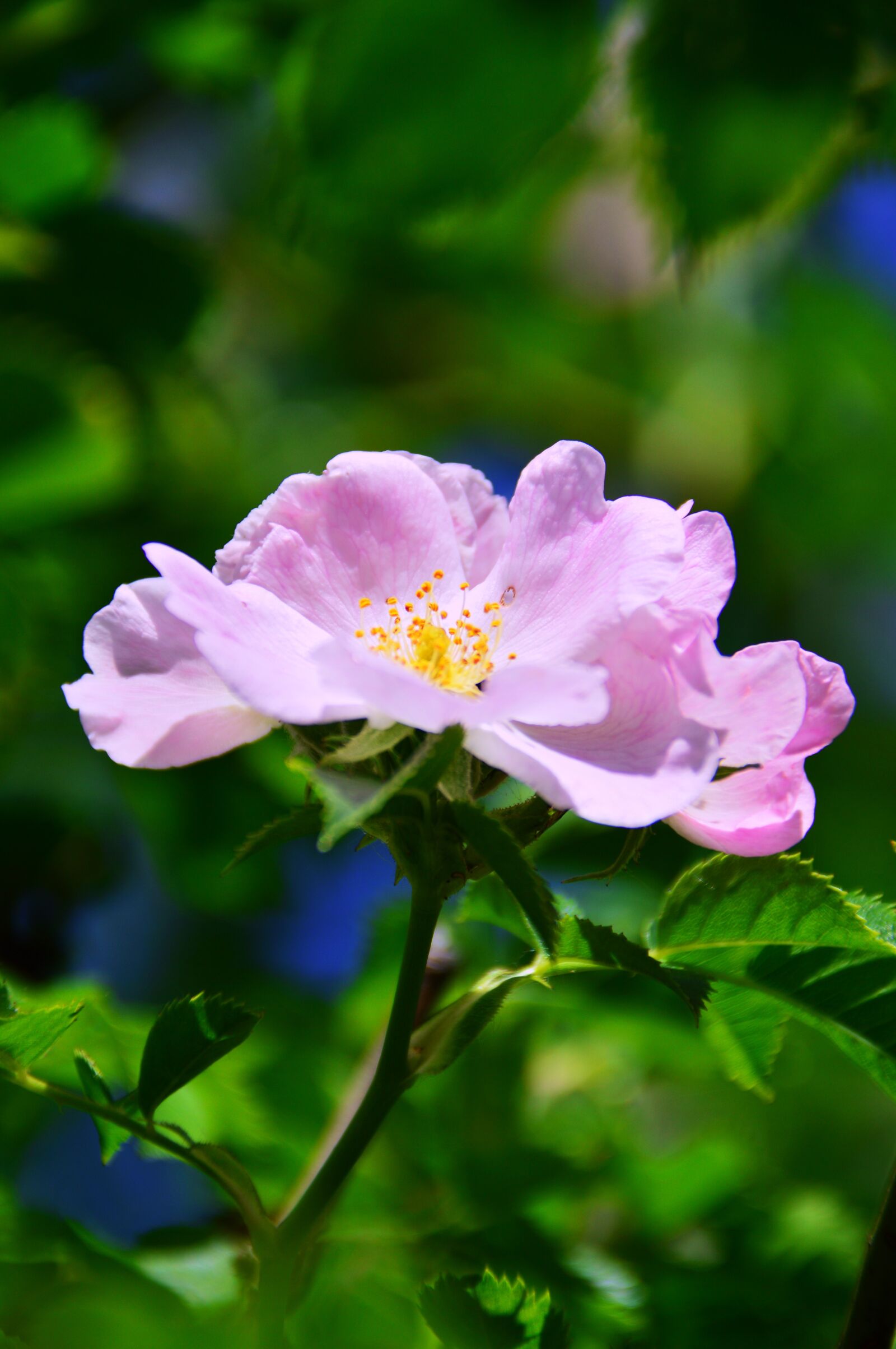 Nikon D3200 sample photo. Rosehips, lace flower, flower photography