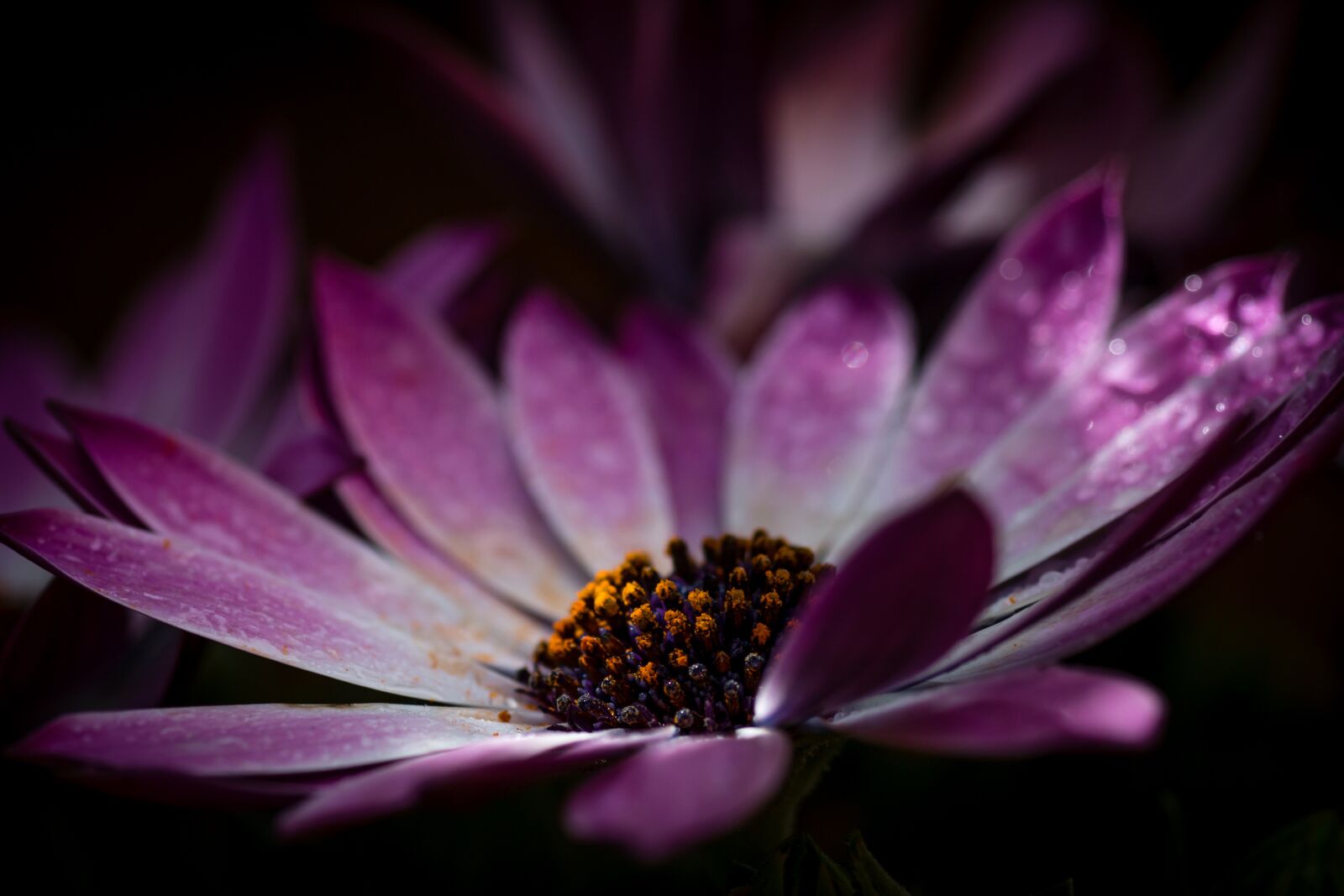 Canon EOS 70D sample photo. Osteospermum, flower, purple photography