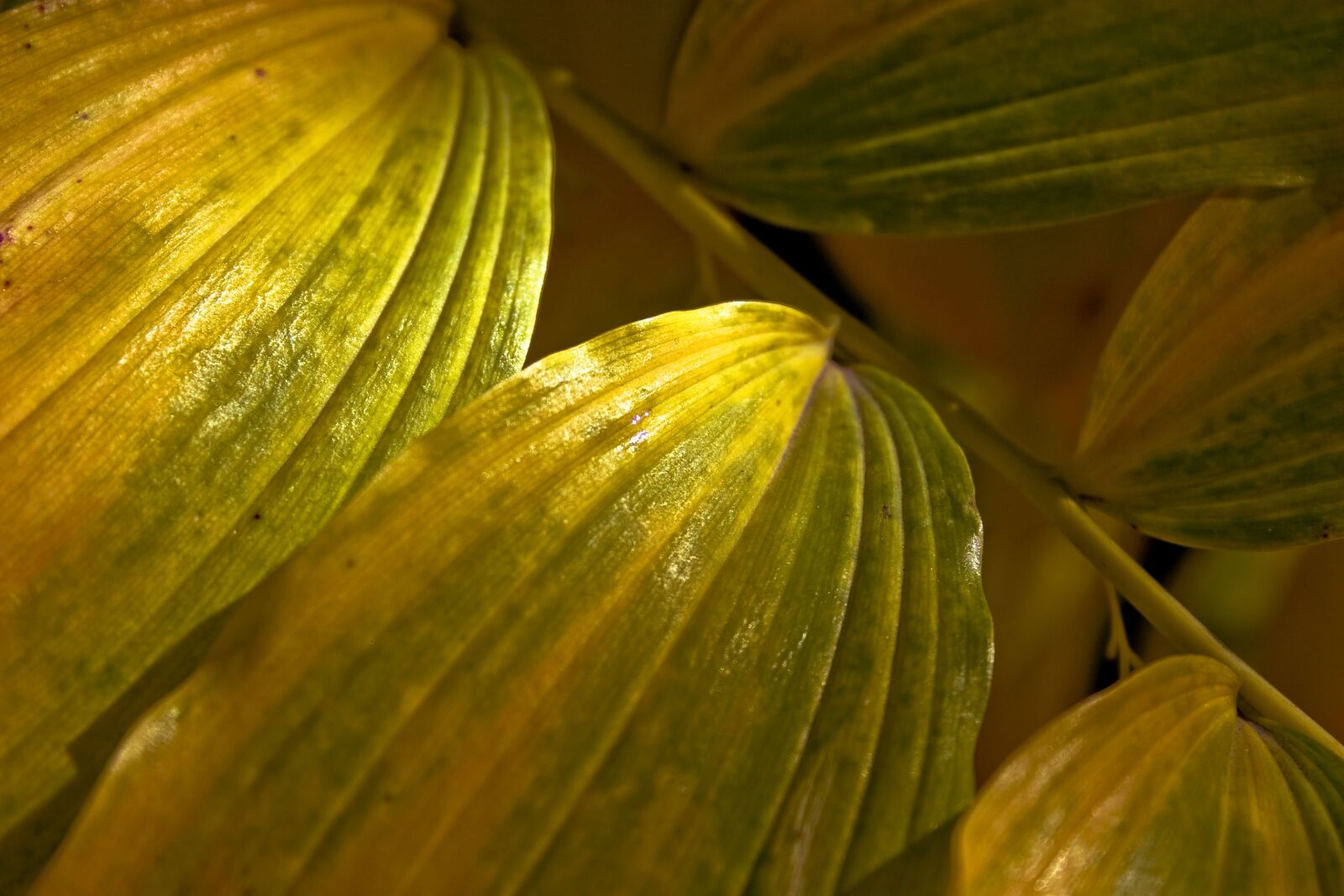 Canon EOS 300D (EOS Digital Rebel / EOS Kiss Digital) sample photo. Leaf, green, closeup photography