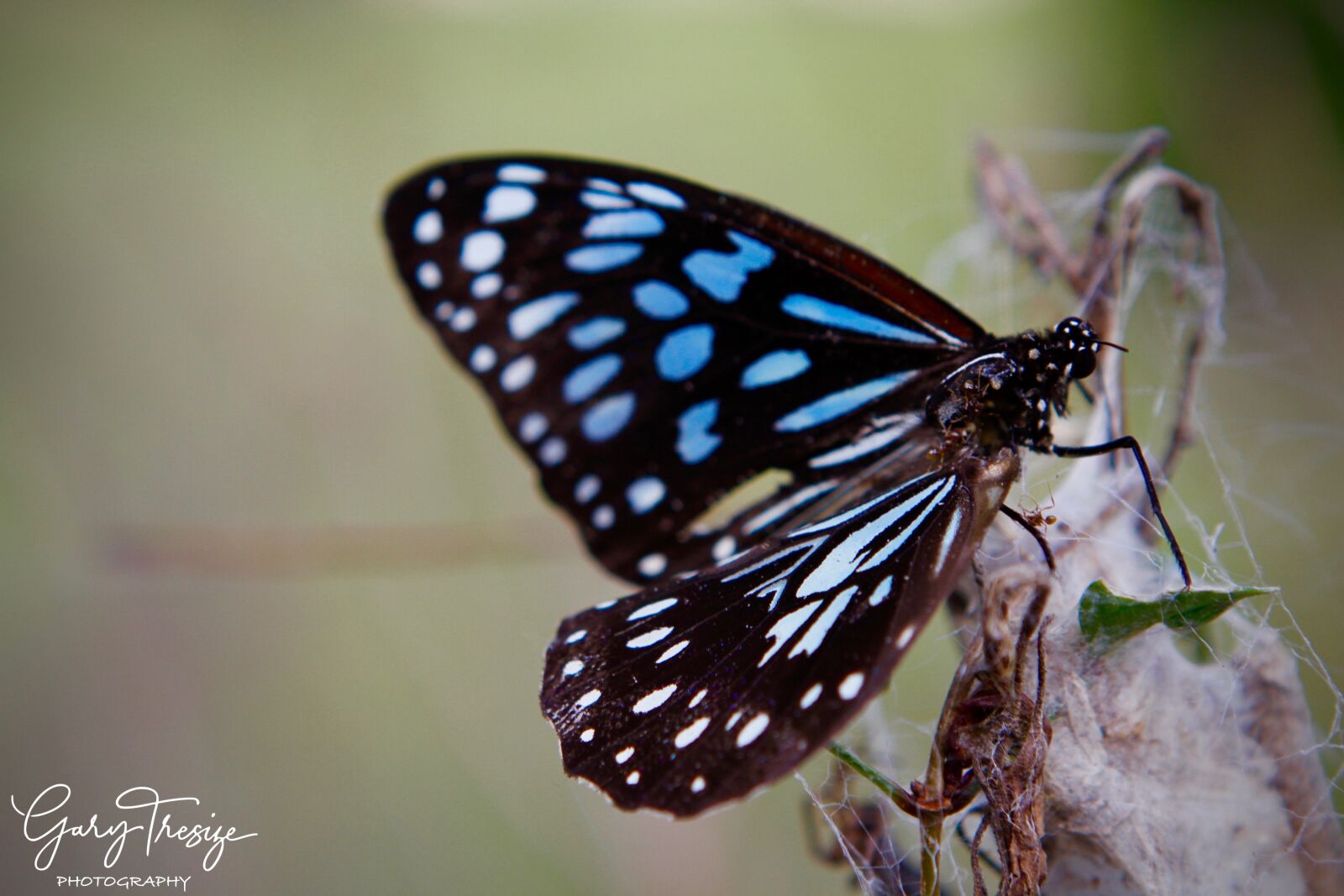 Canon EOS 7D sample photo. Beautiful, blue, butterfly photography