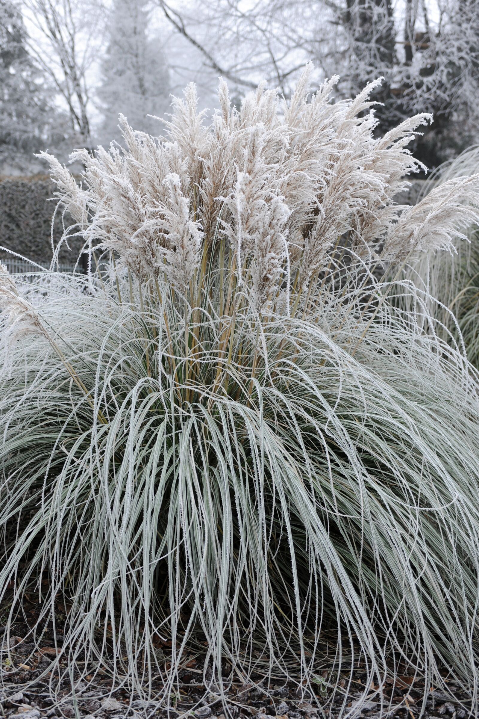Nikon D3X sample photo. Frost, winter, cold photography
