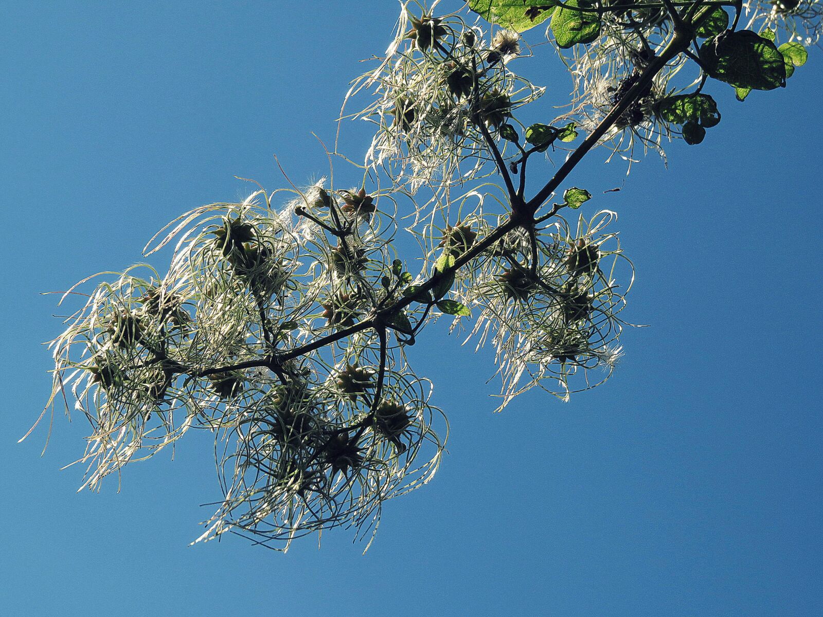 Canon PowerShot SX50 HS sample photo. Nature, sky, tree photography