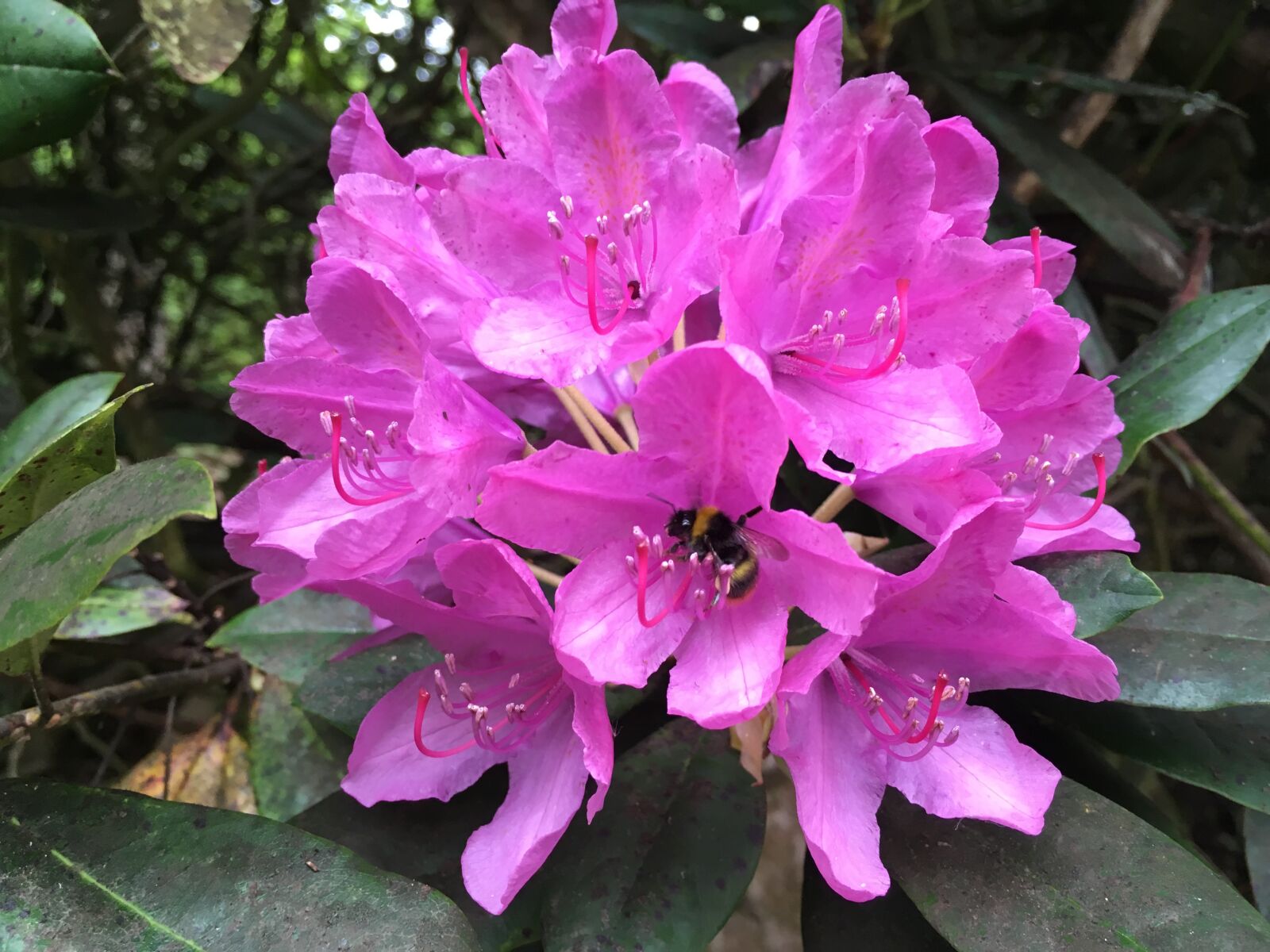 iPhone SE back camera 4.15mm f/2.2 sample photo. Woodland, spring, rhododendron photography