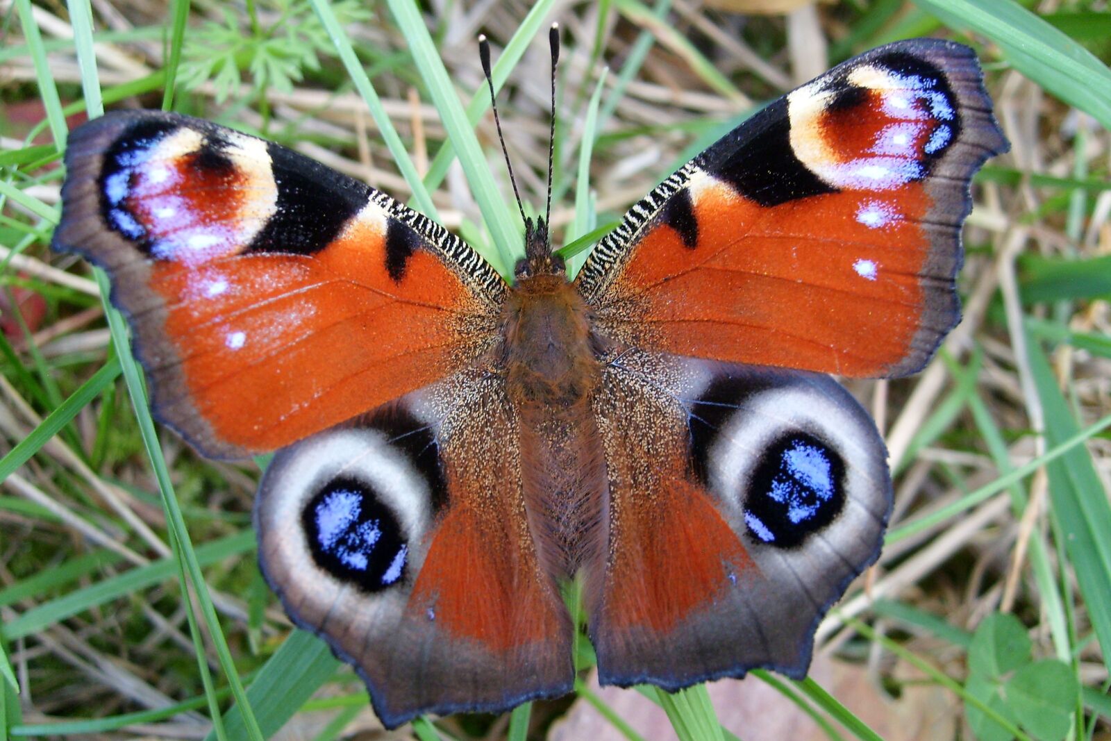 Samsung KENOX S730  / Samsung S730 sample photo. Butterfly, nature, insect photography
