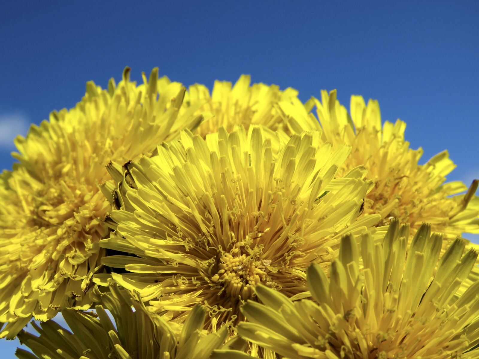 Canon PowerShot SX60 HS sample photo. Dandelions, flowers, yellow photography