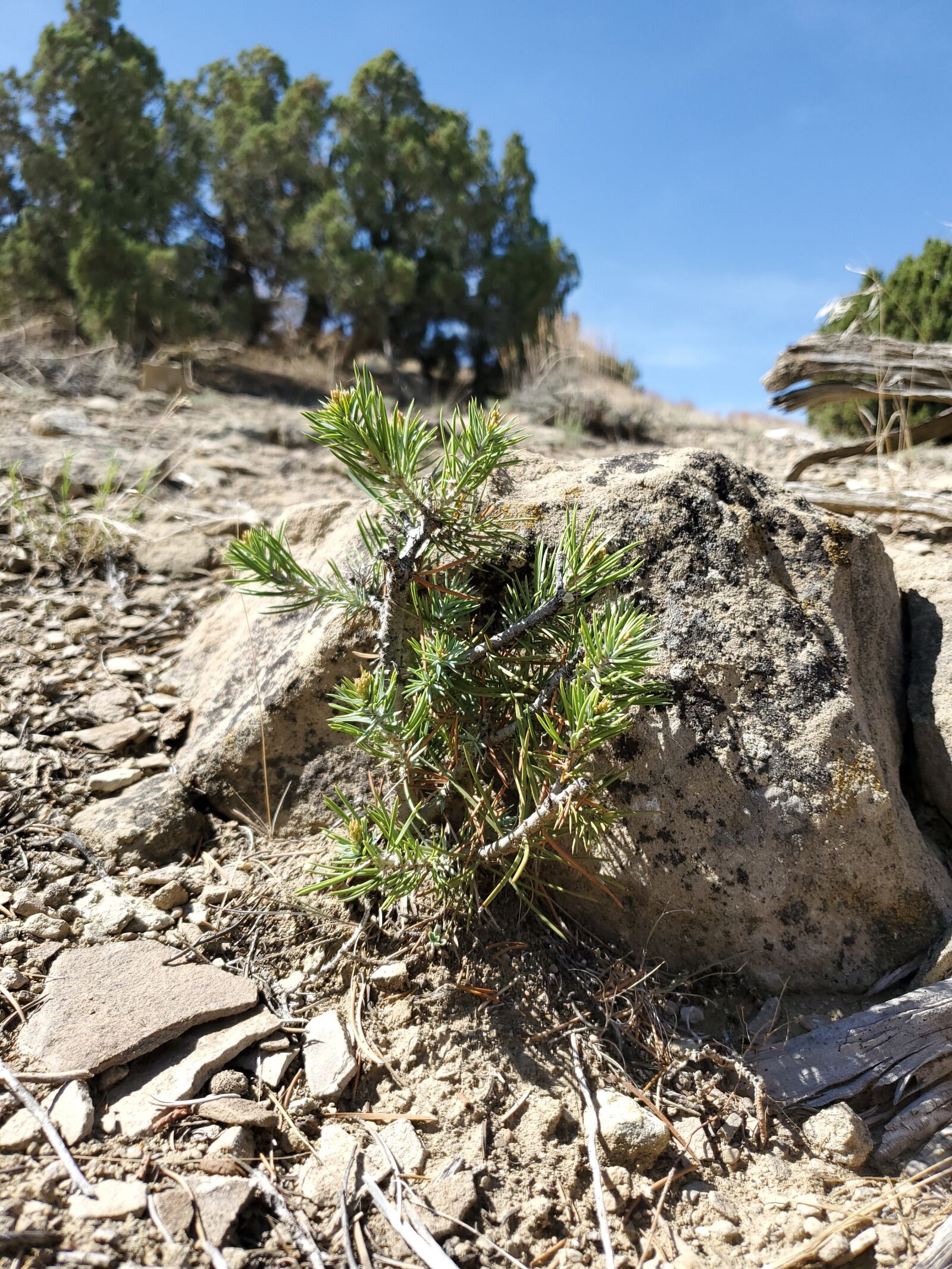 Samsung Galaxy S10 sample photo. Plant, desert, rocks photography