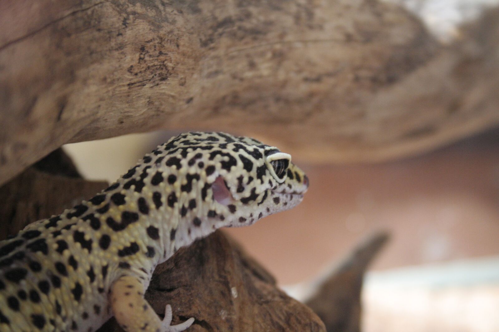 Canon EOS 350D (EOS Digital Rebel XT / EOS Kiss Digital N) sample photo. Gecko, leopard gecko, geckos photography