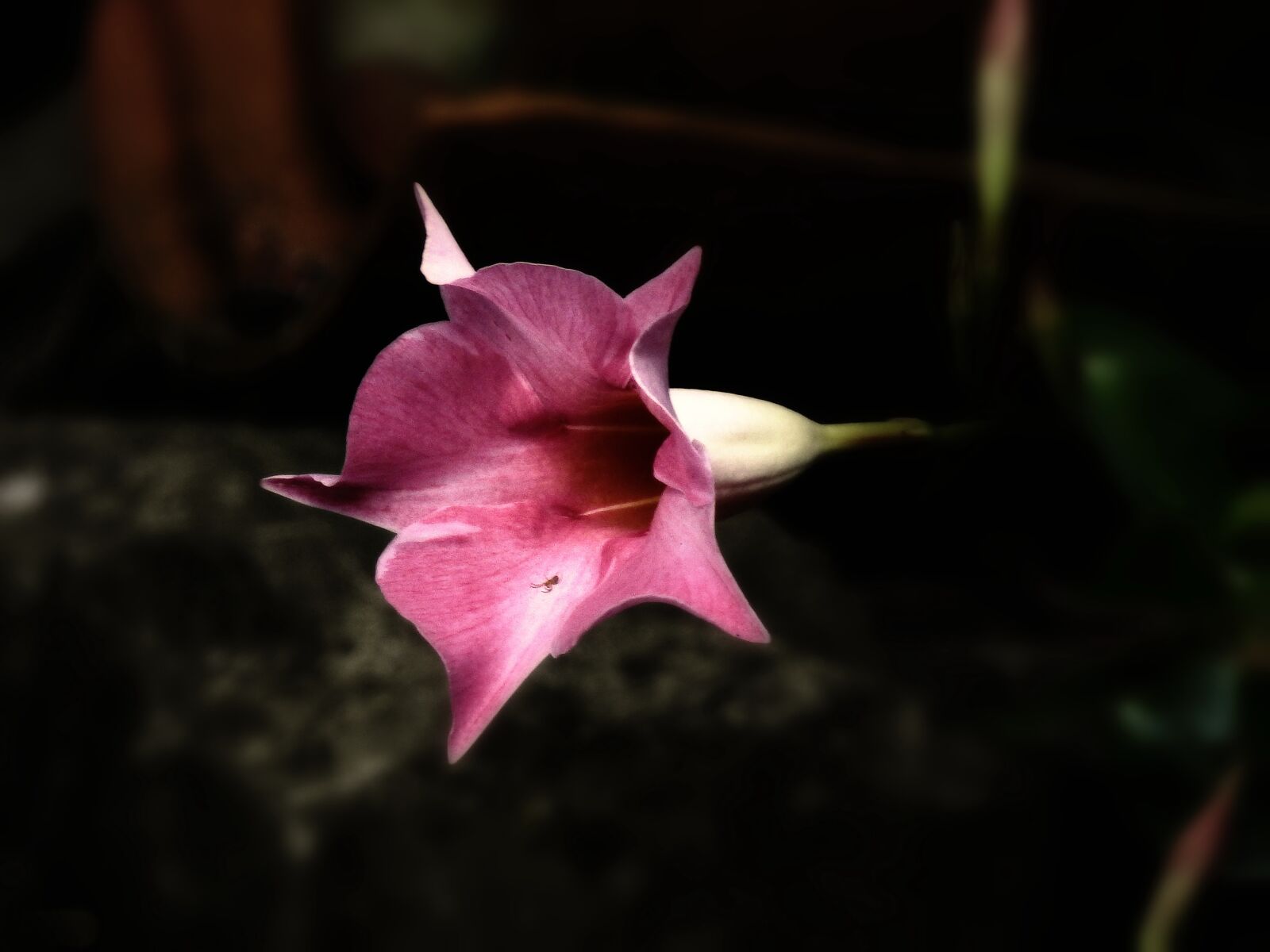 Nikon Coolpix P900 sample photo. Flower, nature, garden photography