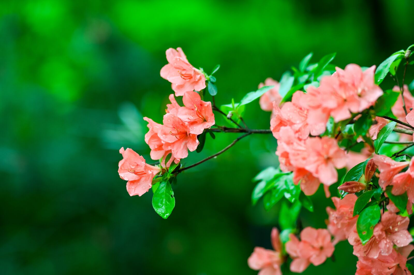 Nikon Df sample photo. Natural, plant, mountain photography