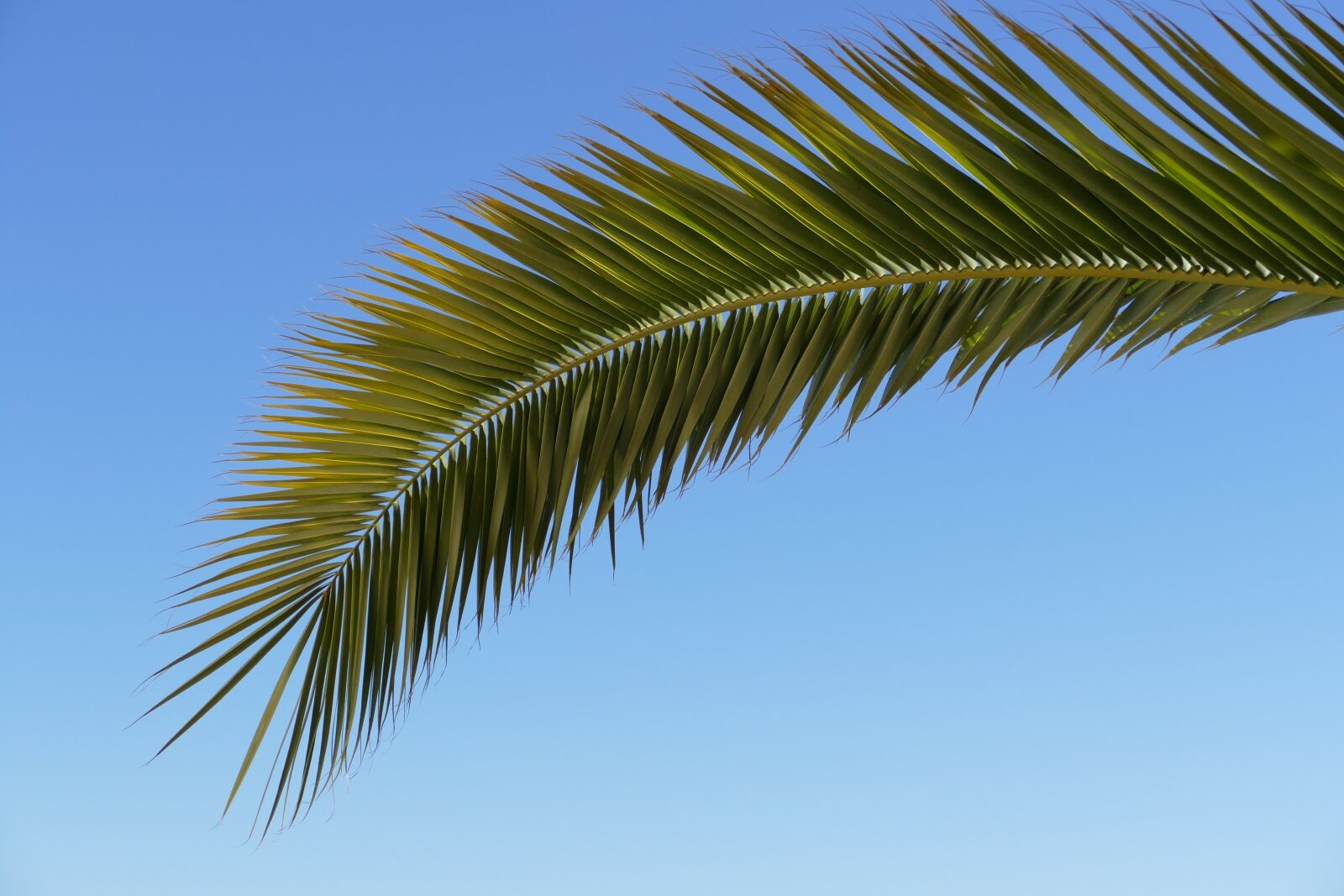 Panasonic Lumix DMC-FZ1000 sample photo. Palm, palm tree, sheet photography