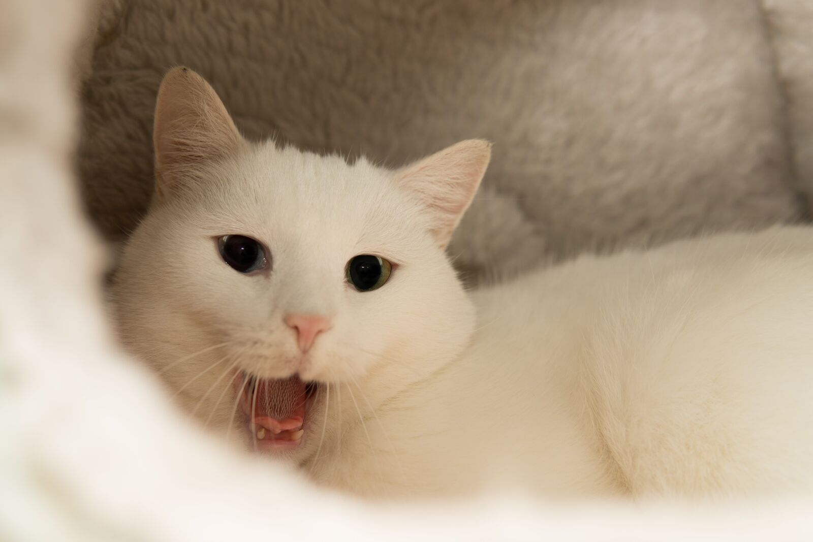 30mm F1.4 DC DN | Contemporary 016 sample photo. Cat, white, breed cat photography