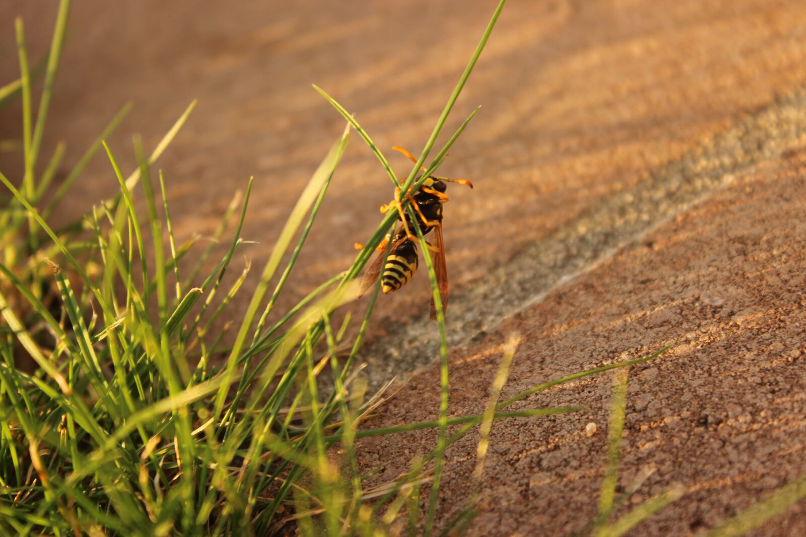 Canon EOS 600D (Rebel EOS T3i / EOS Kiss X5) sample photo. Insect, blade of grass photography