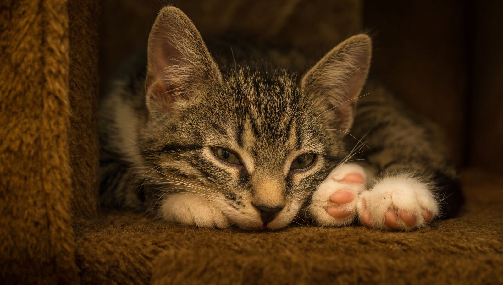 30mm F1.4 DC DN | Contemporary 016 sample photo. Cat, small, mackerel photography