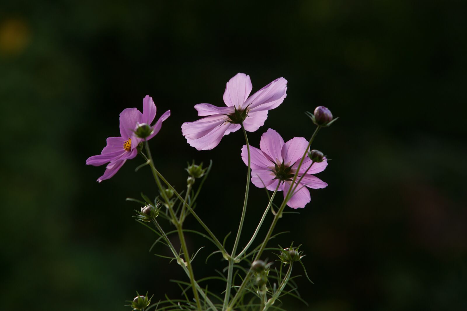 Minolta/Sony AF 70-200mm F2.8 G sample photo. Cosmos, flowers, nature photography