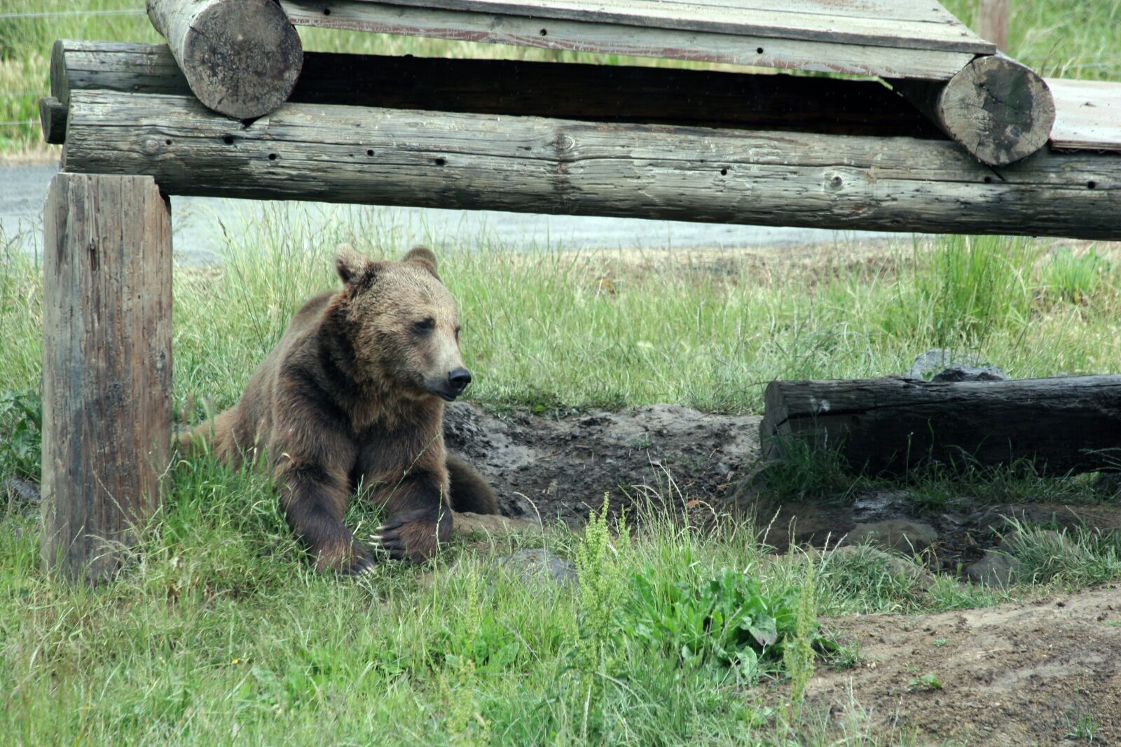 Canon EOS 20D sample photo. Bear, wildlife, animal photography