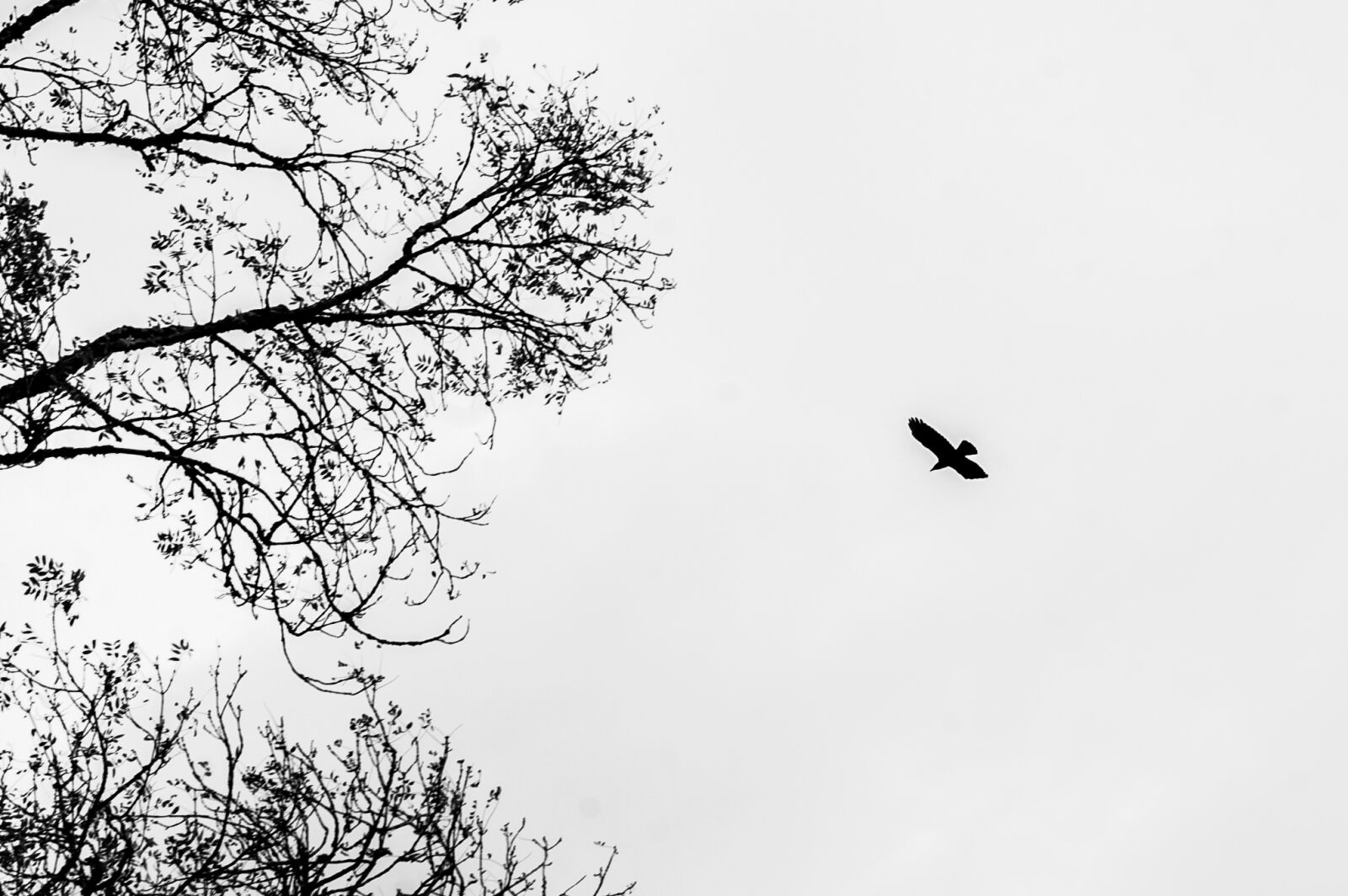 Nikon D40 sample photo. Sky, bird, black photography