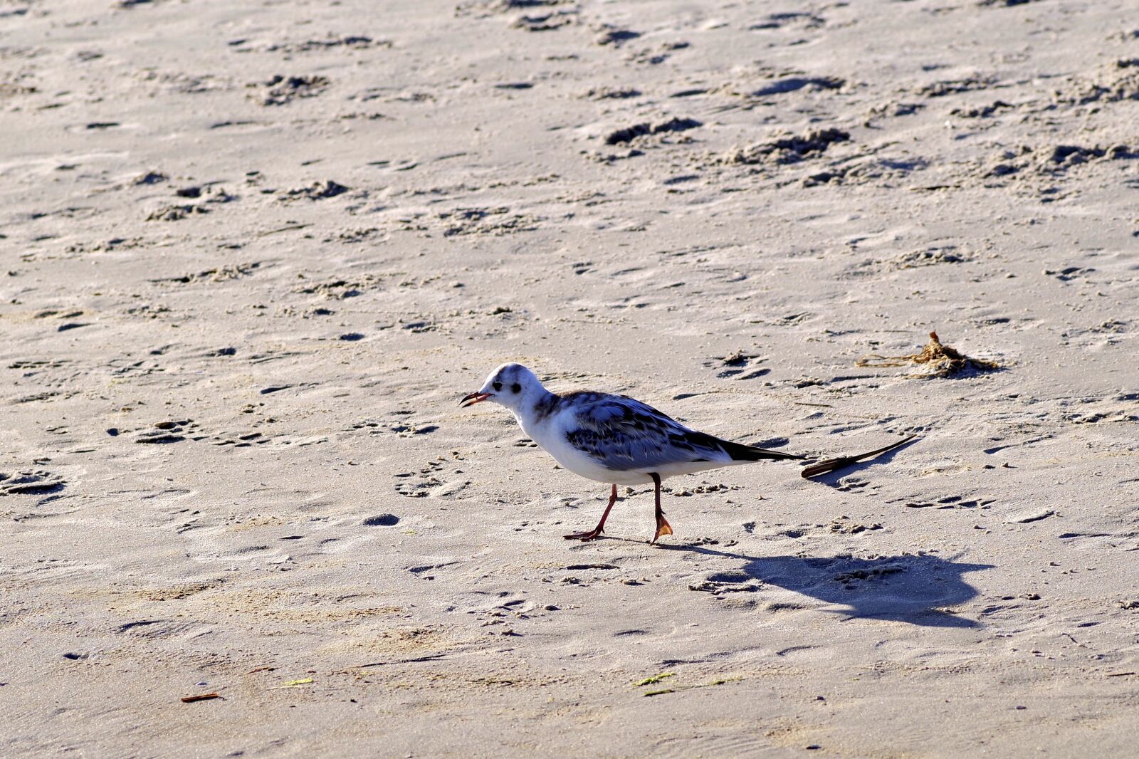 Pentax K-S2 sample photo. Beach, sand, seagull photography