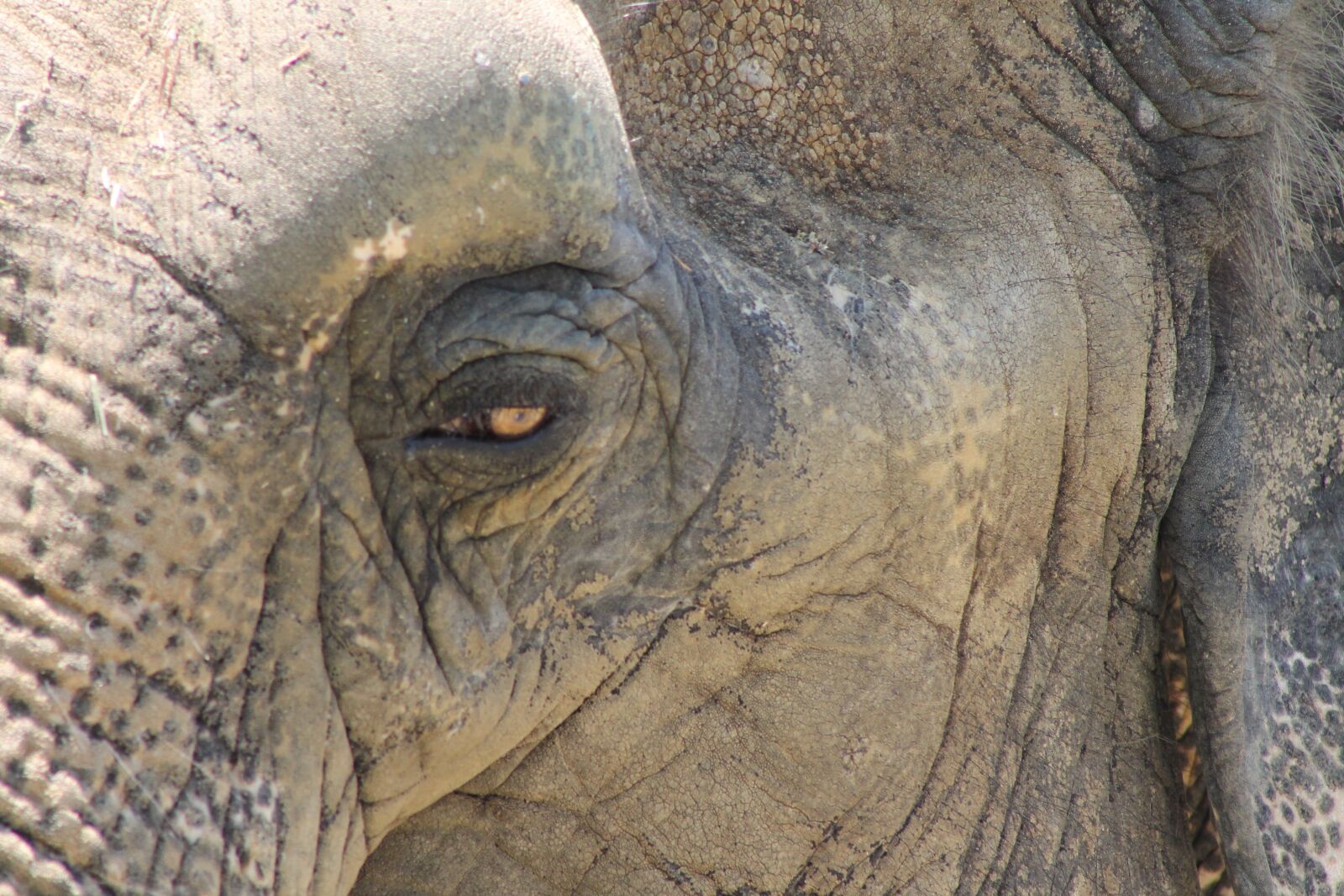 Canon EF 75-300mm f/4-5.6 sample photo. Elephant, eye, mammal photography