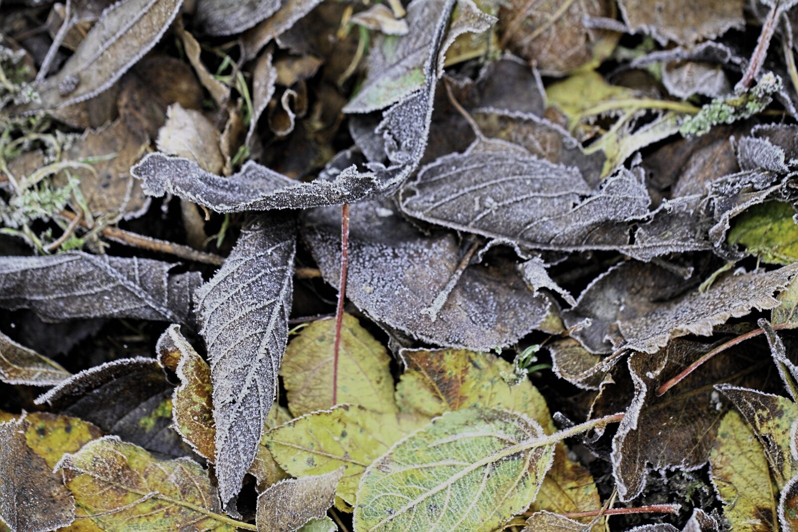 Canon EOS 50D sample photo. Leaves, frost, cold photography