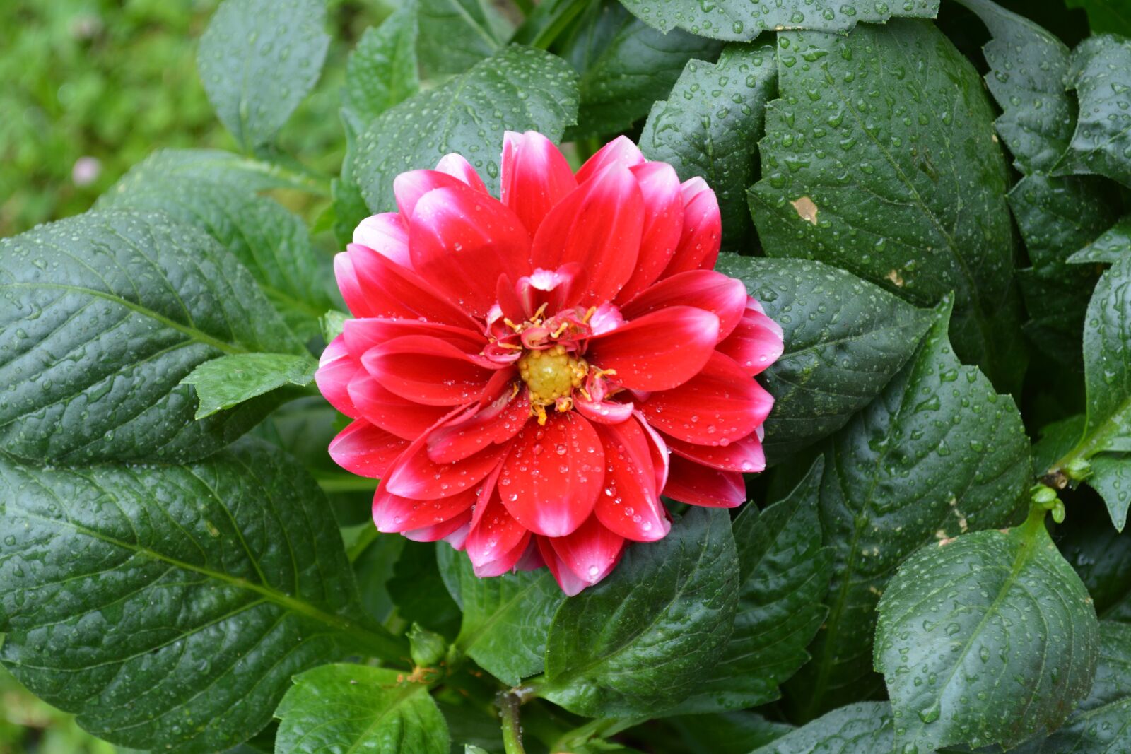 Nikon D5200 sample photo. Nature, garden, leaf photography