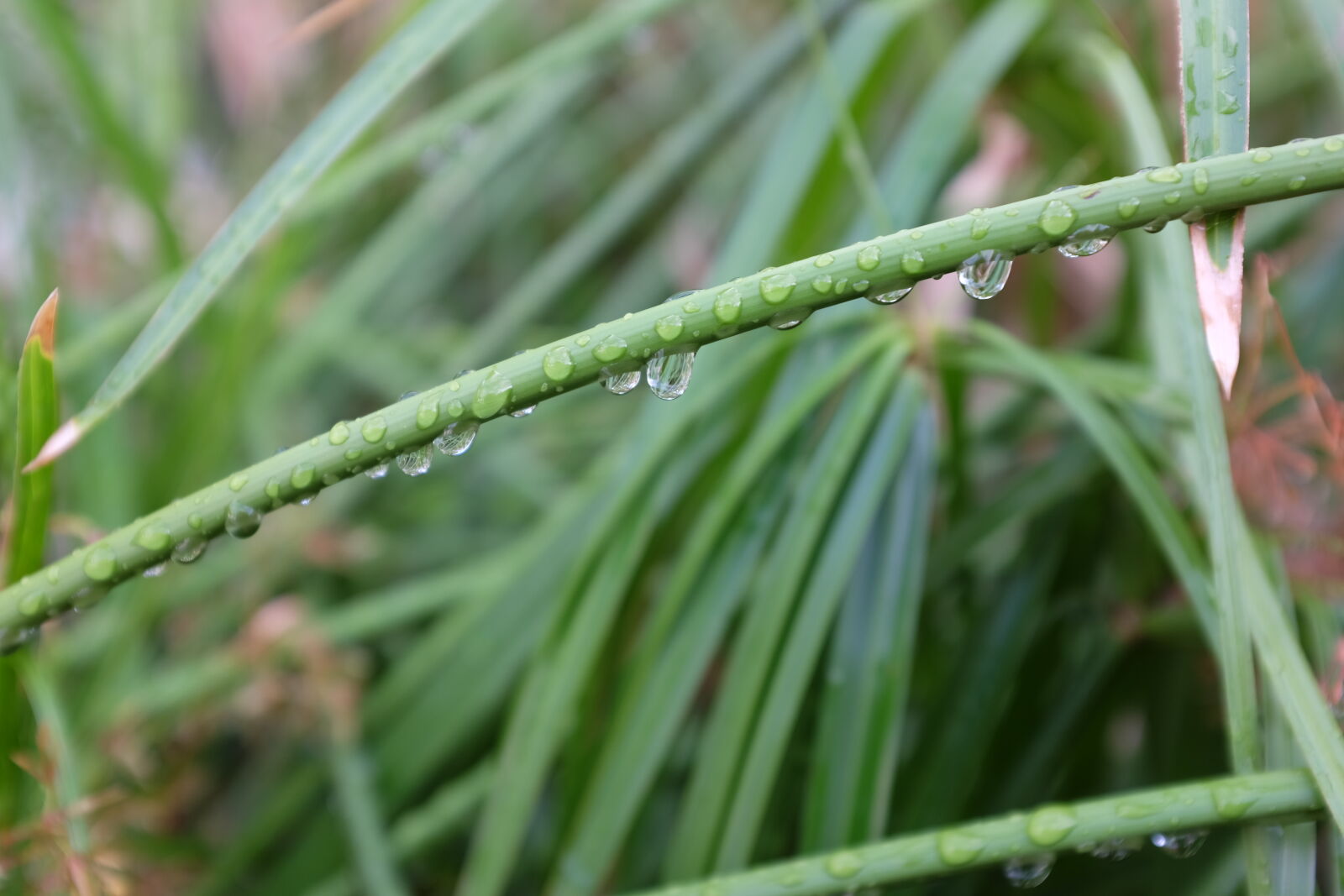 Fujifilm X100S sample photo. Dew, drop, of, water photography