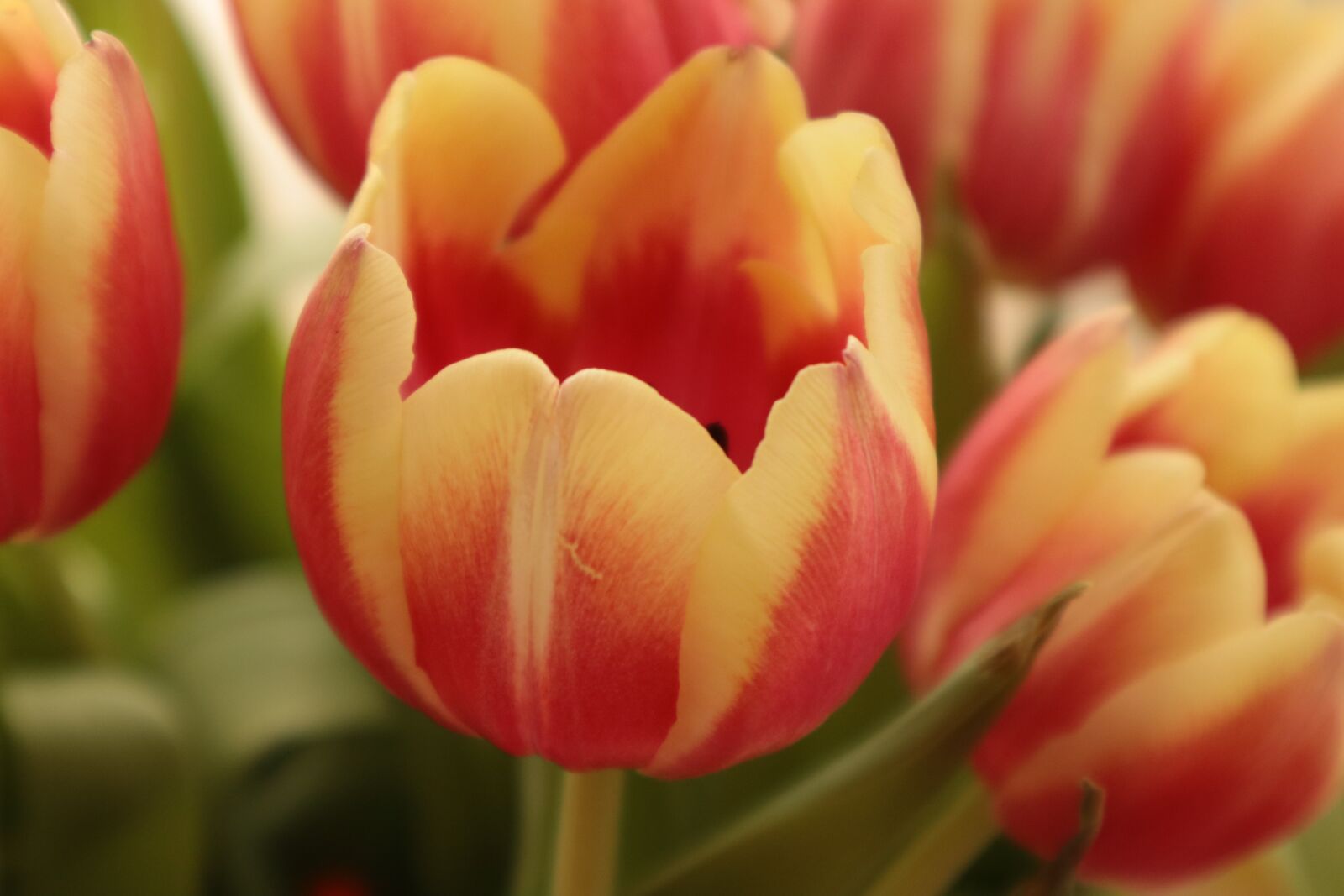 Canon EOS M100 sample photo. Flowers, tulips, red photography