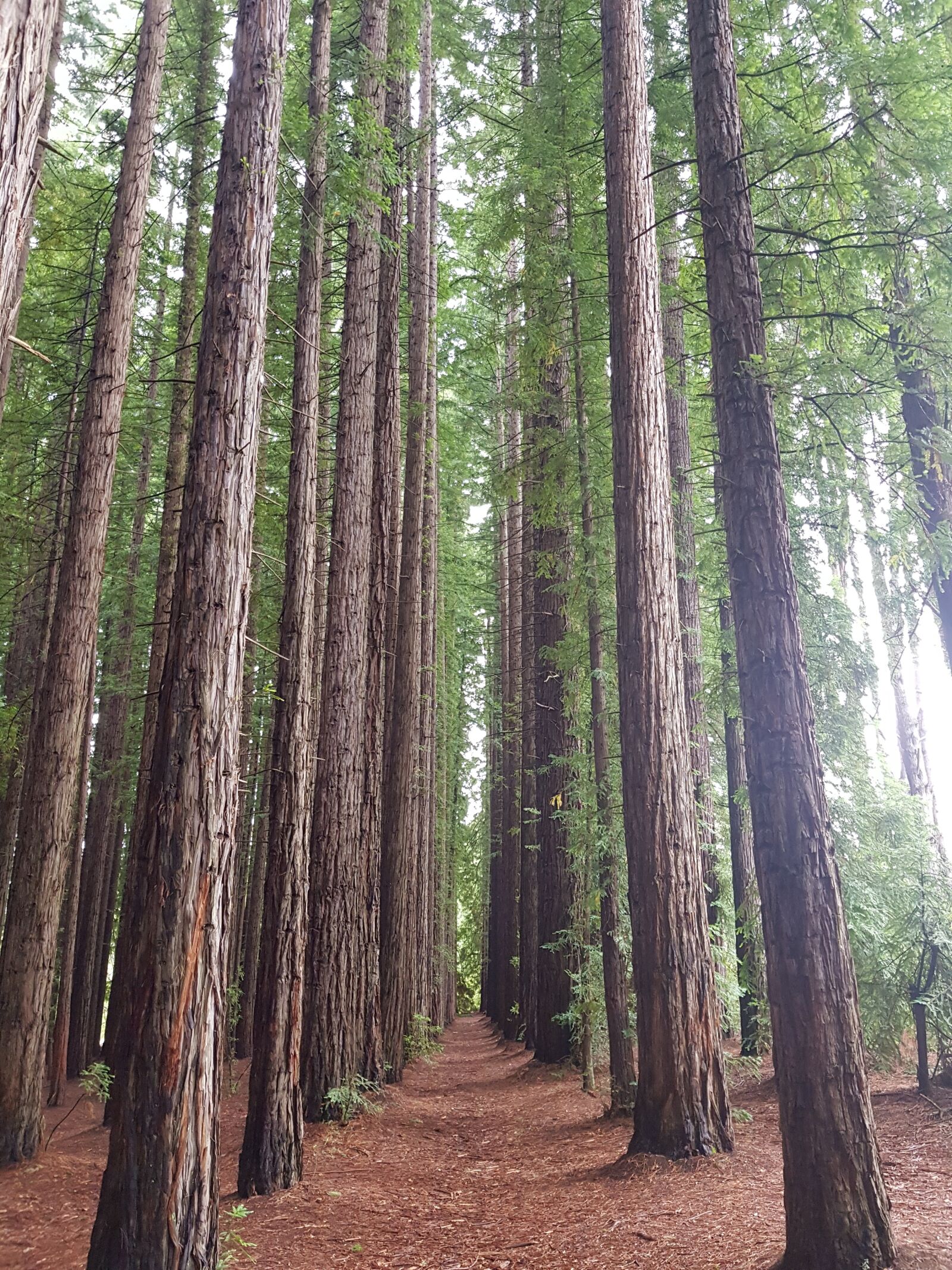 Samsung Galaxy S8 sample photo. Forest, redwoods, trees photography