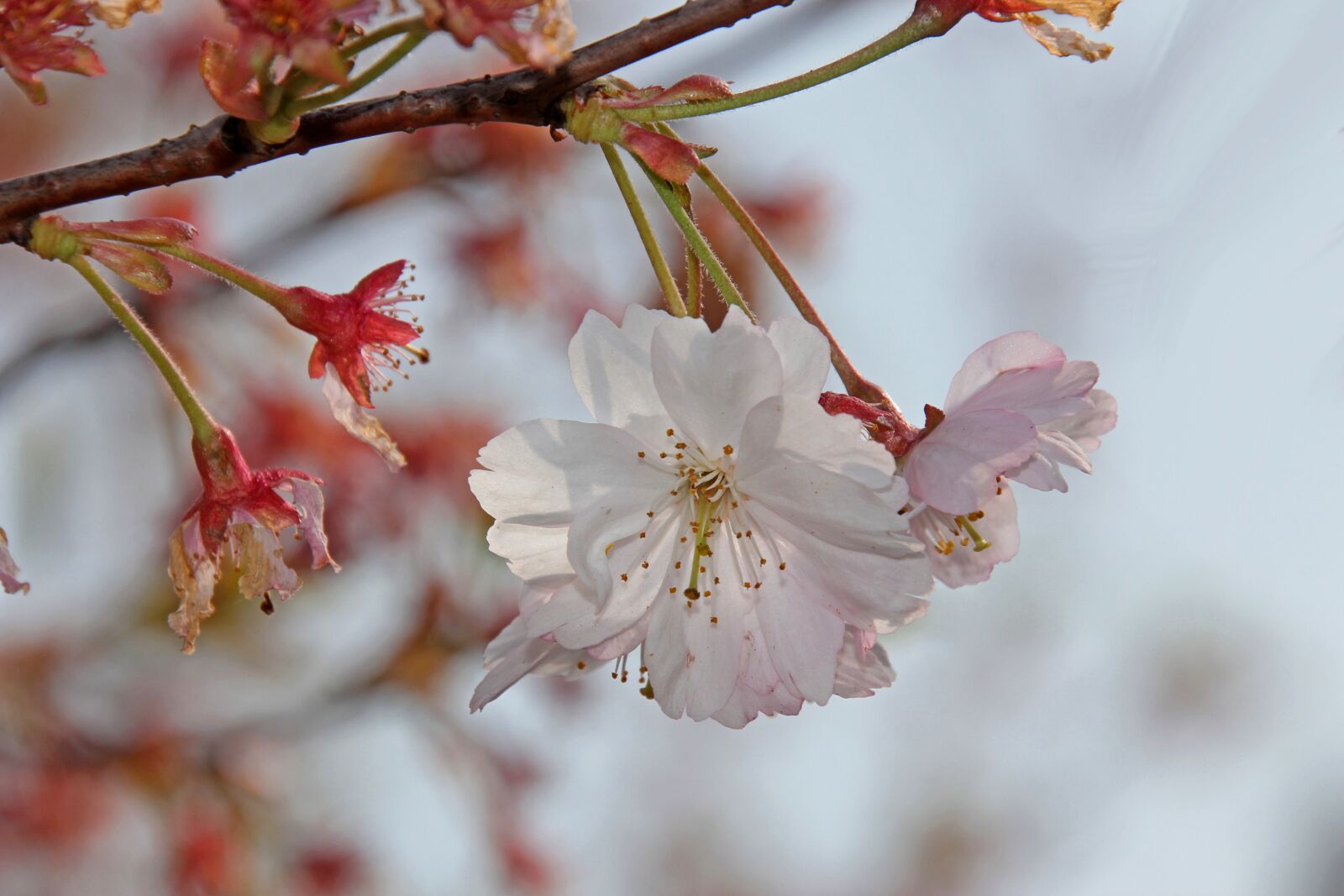 Canon EOS 60D sample photo. Ornamental cherry, cherry, cherry photography