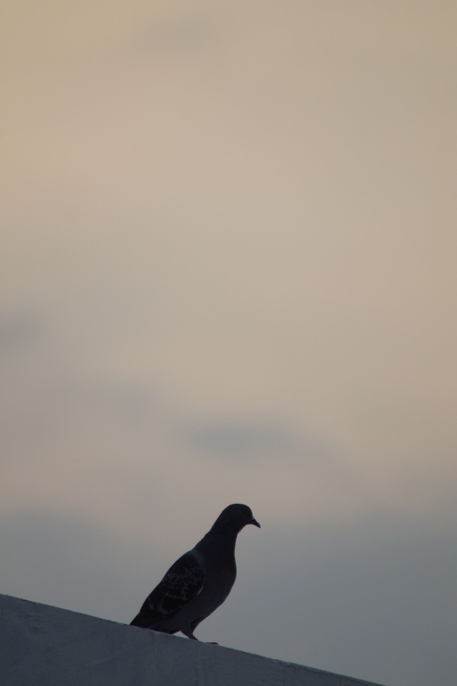 Sony SLT-A58 sample photo. Bird photography