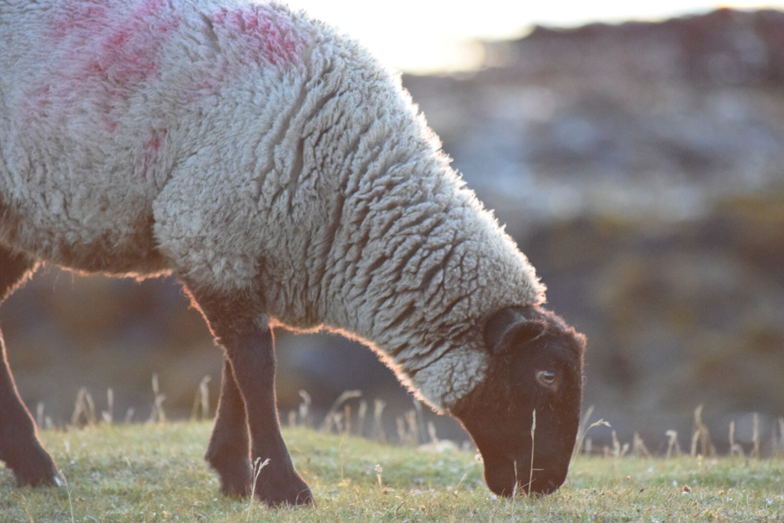 Nikon D5300 sample photo. Sheep, grass, animal photography