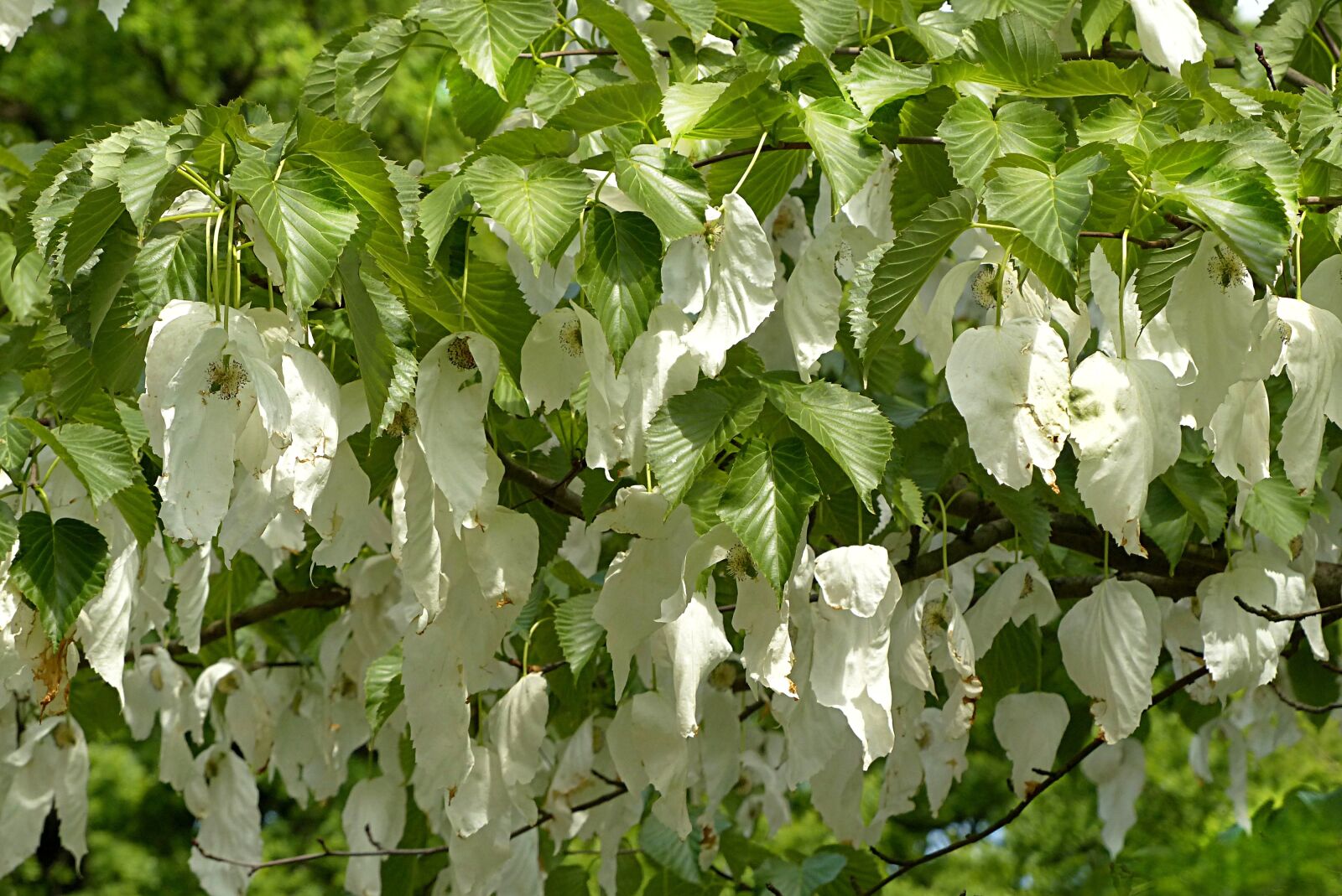 Panasonic Lumix DMC-FZ200 sample photo. Handkerchief tree, davidia involucrata photography