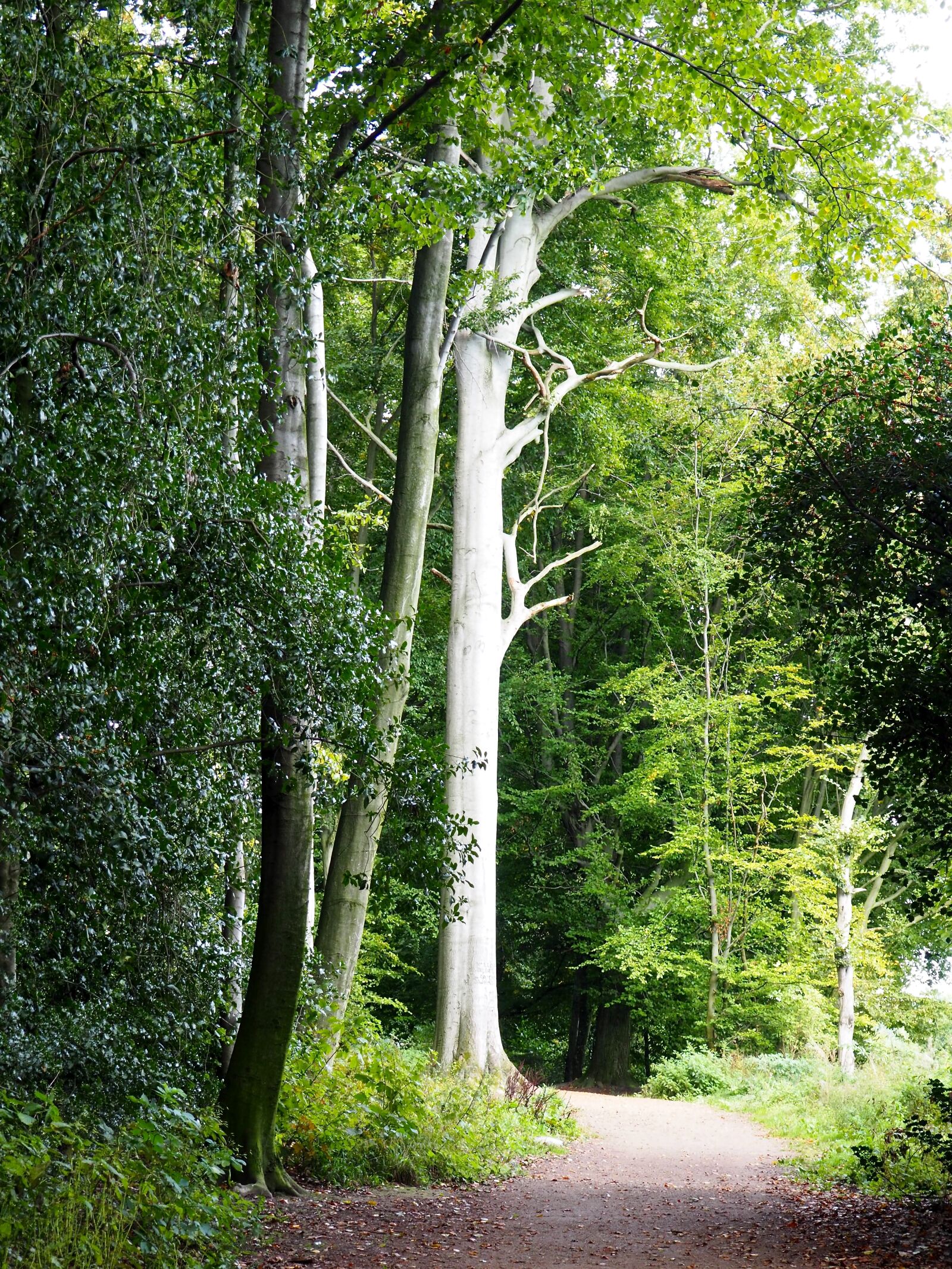 Olympus OM-D E-M10 sample photo. Nature, trees, forest path photography