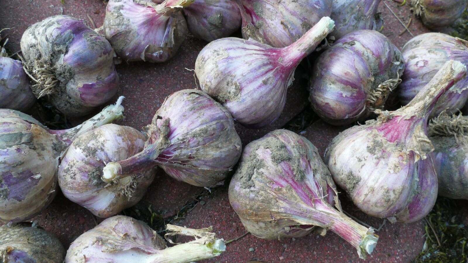 Panasonic Lumix DMC-FZ1000 sample photo. Garlic, garden, food photography