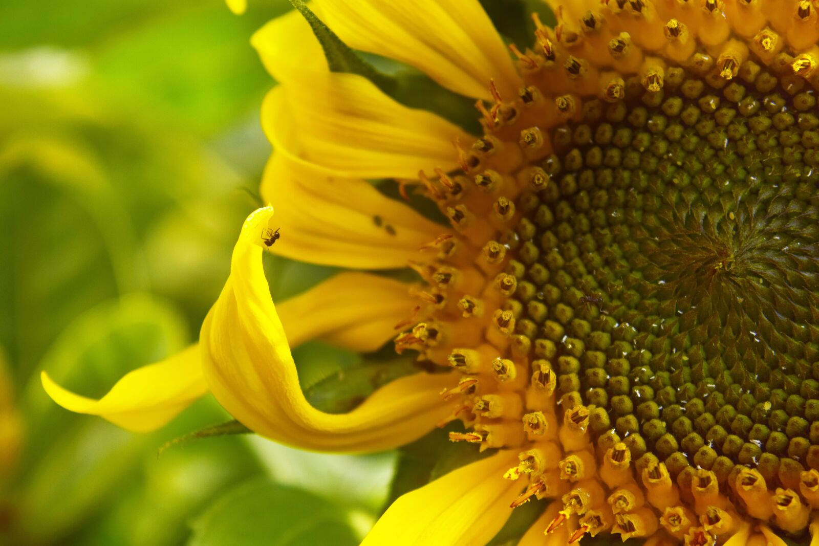 Nikon D5300 sample photo. Sunflower, flower, yellow photography