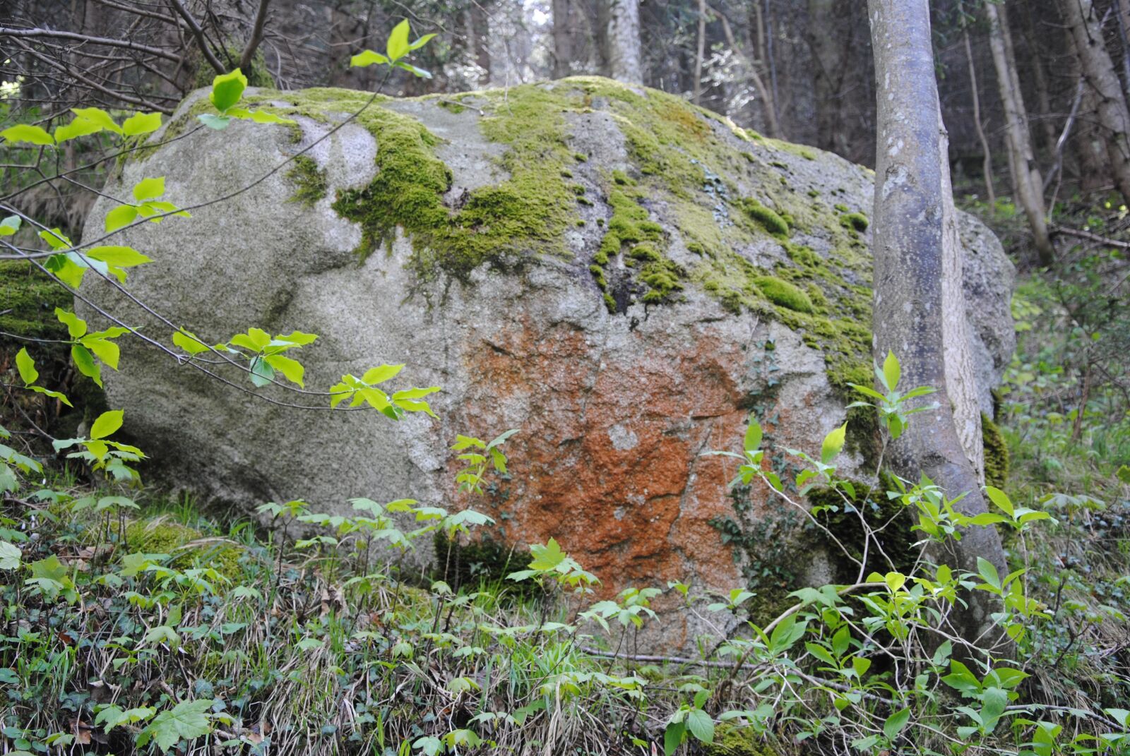 Nikon D3000 sample photo. Stone, forest, nature photography