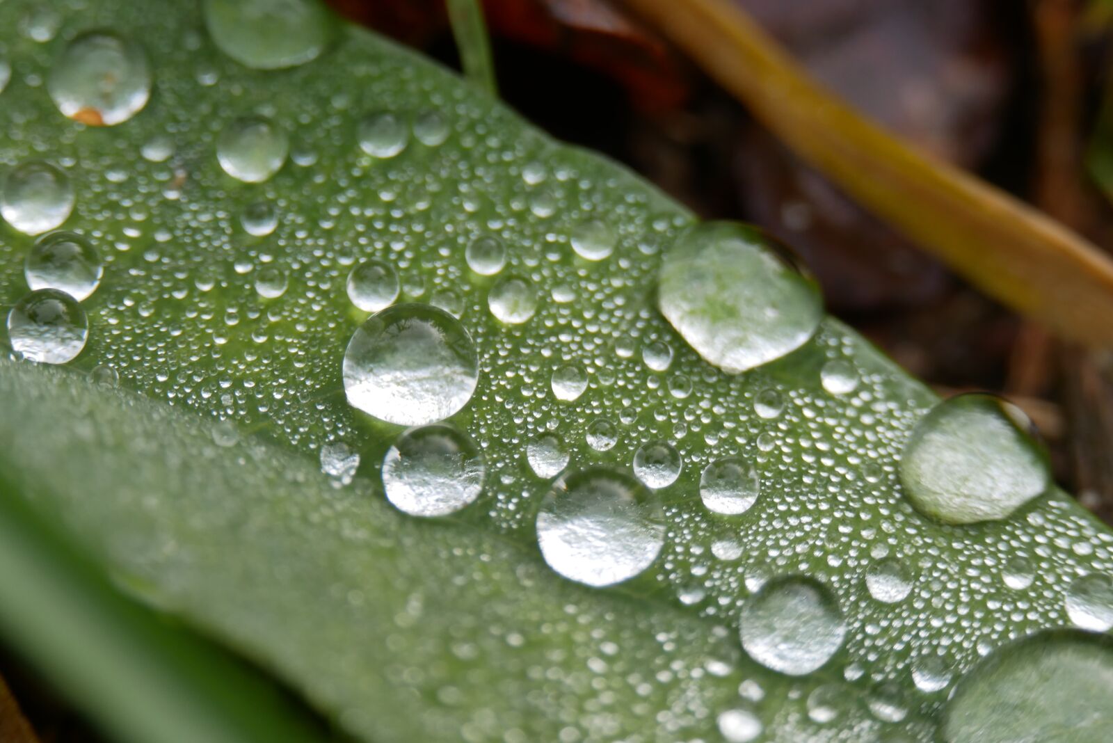 Panasonic Lumix DMC-G85 (Lumix DMC-G80) sample photo. Condensation, moisture, morning photography