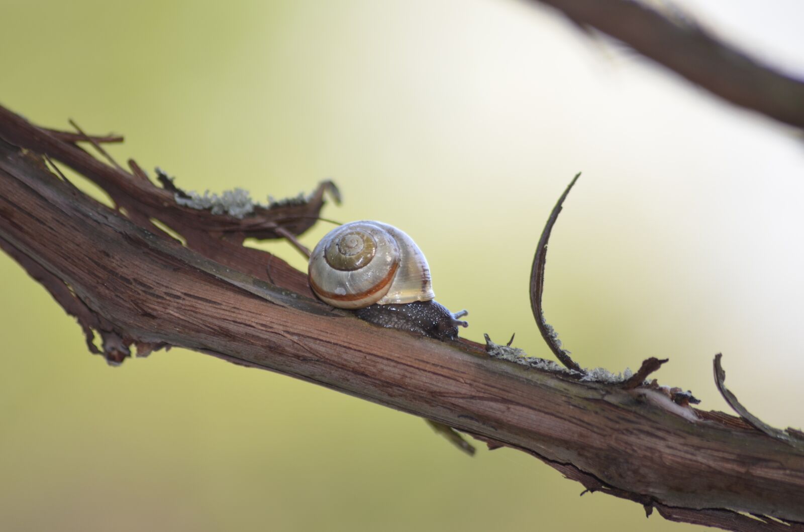 Nikon D5100 sample photo. Snail, branch, shell photography