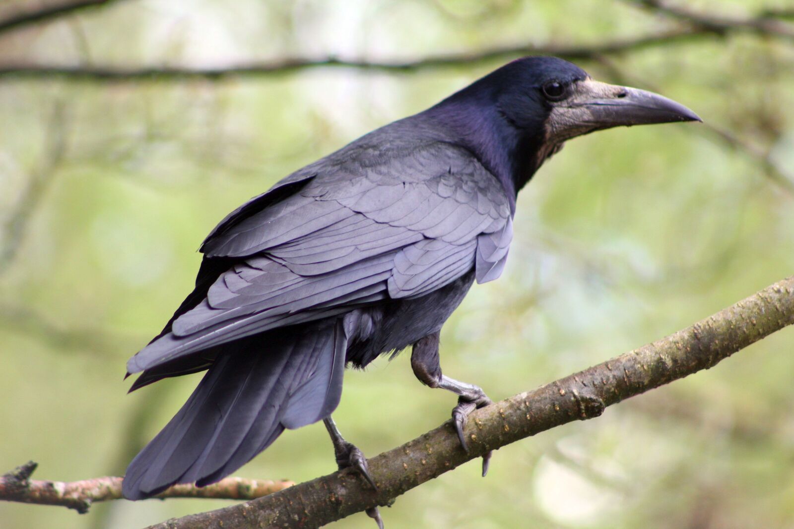 Canon EOS 550D (EOS Rebel T2i / EOS Kiss X4) sample photo. Bird, rook, beak photography
