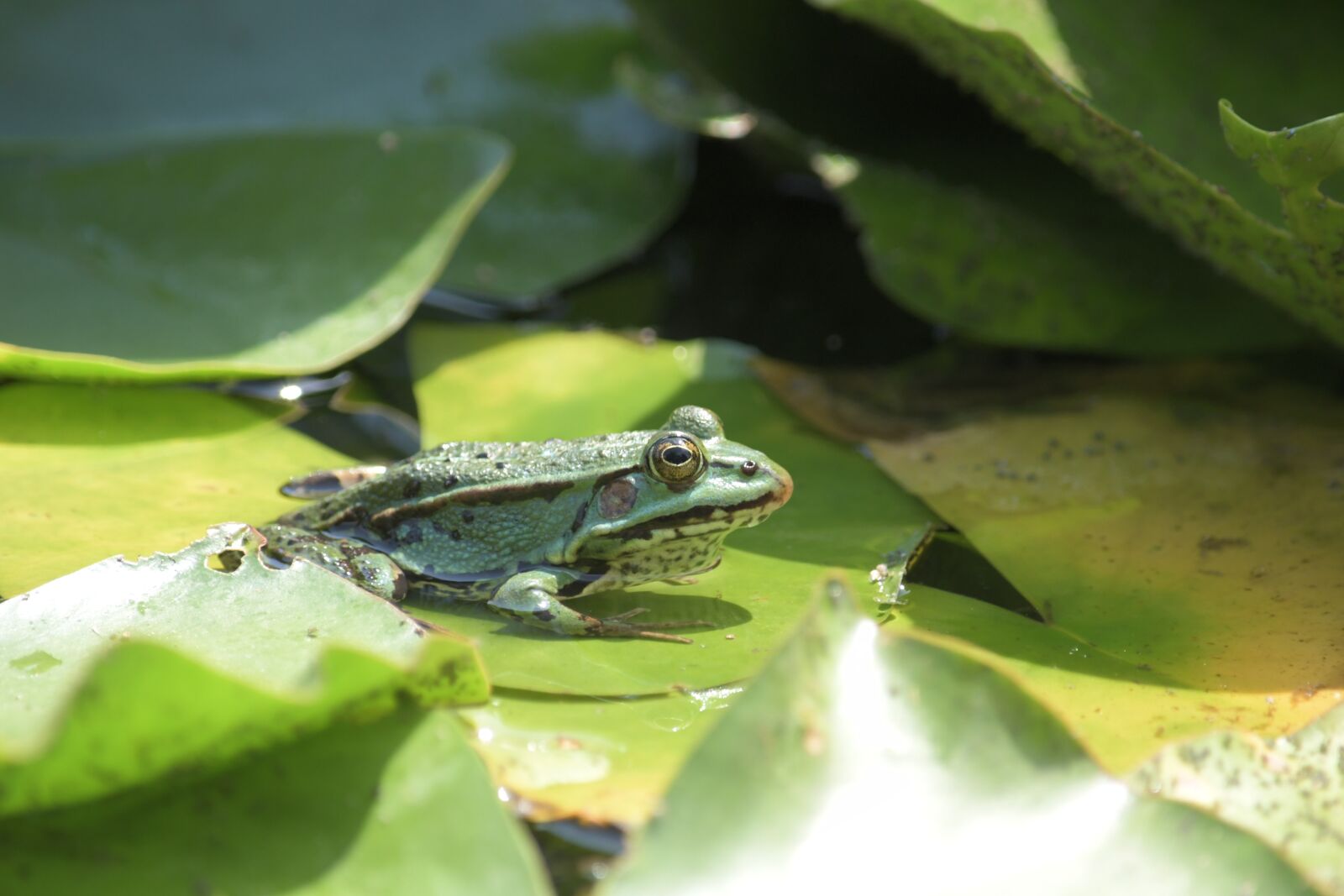 Nikon D500 sample photo. Frog, leaf, water lily photography