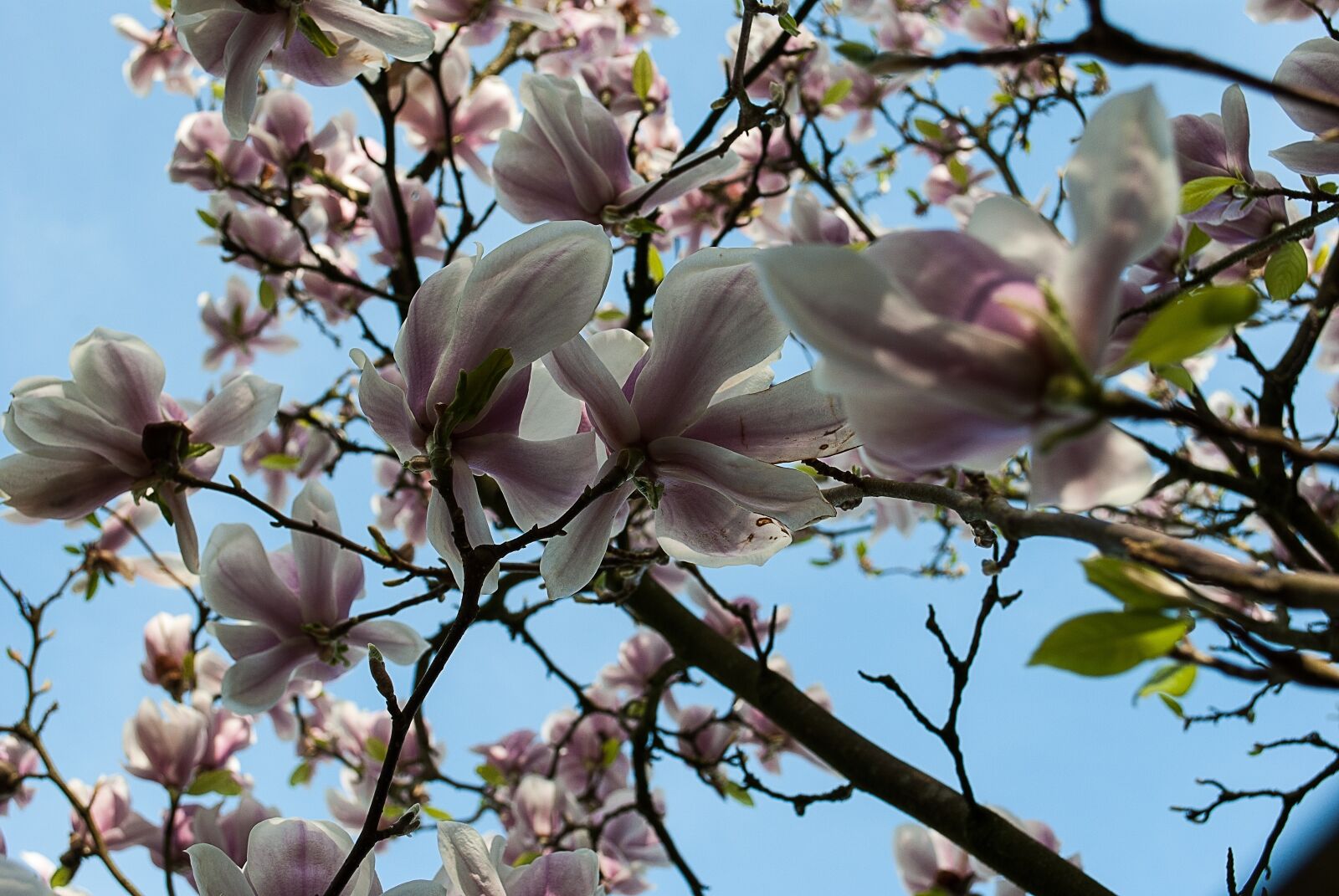 Nikon D3000 sample photo. Magnolia, blossom plant, nature photography