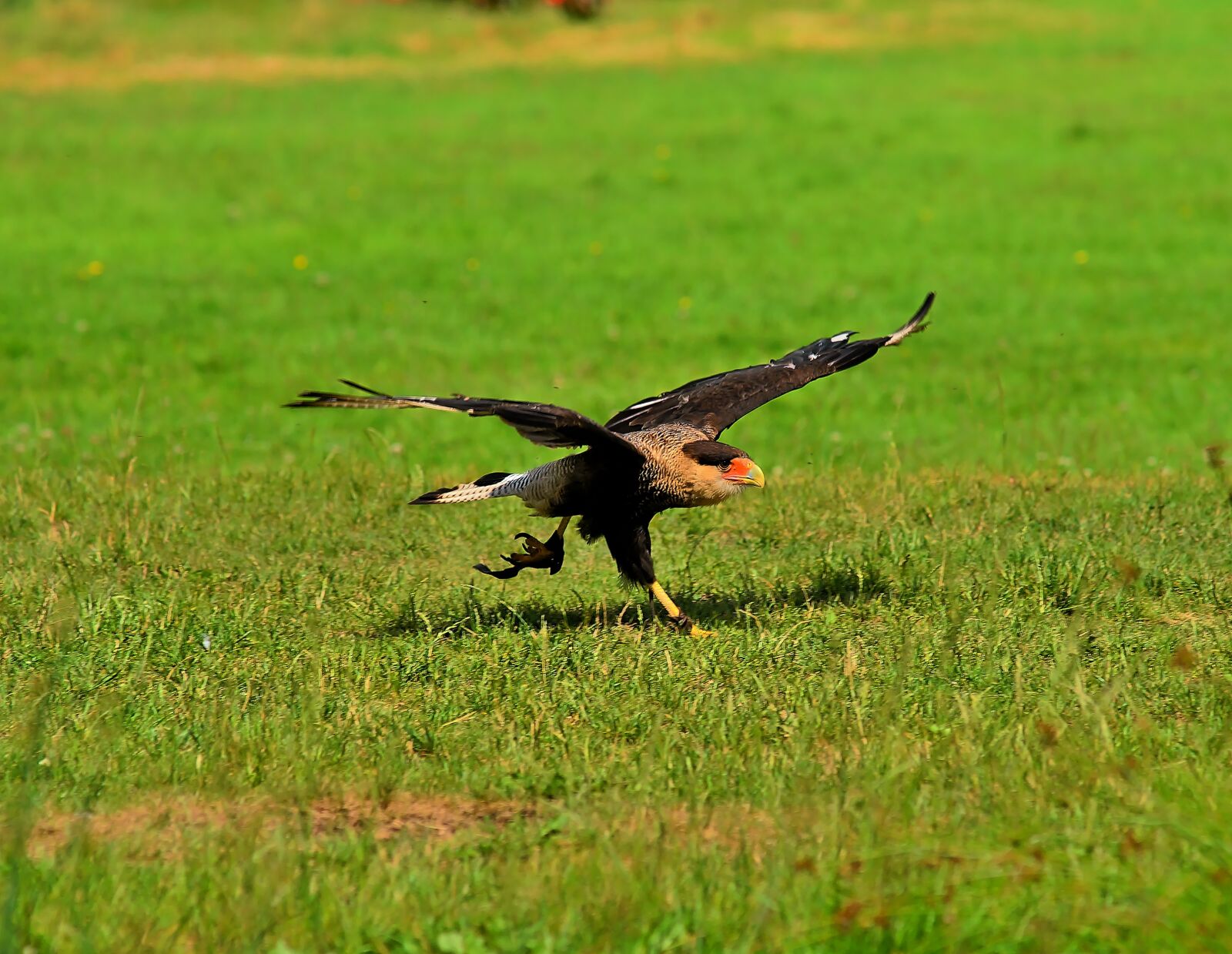 Sony a99 II sample photo. Bird, meadow, rush photography