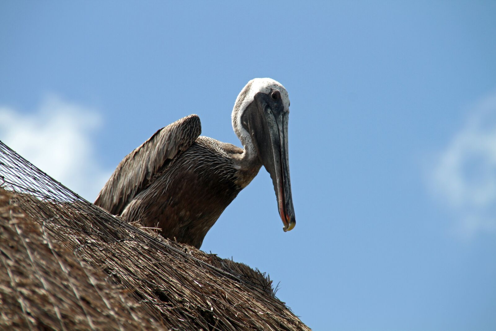 Canon EOS 7D sample photo. Pelican, bird, wildlife photography