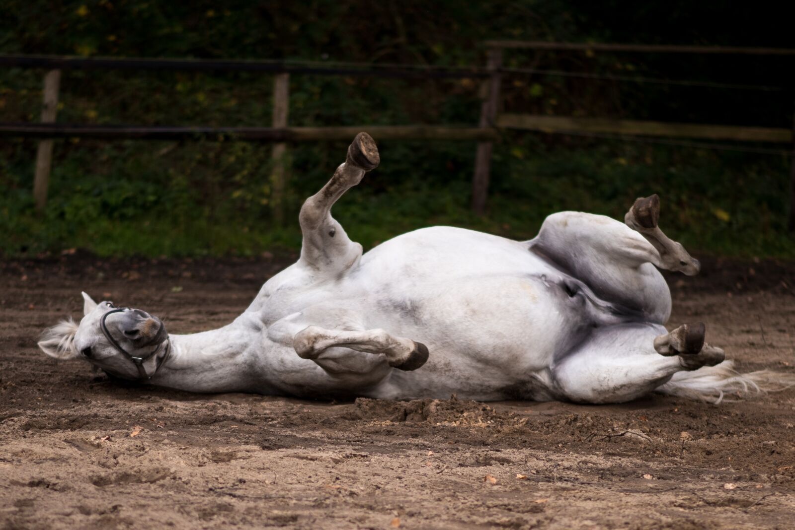 Nikon D750 sample photo. Pasture, rolling, green photography