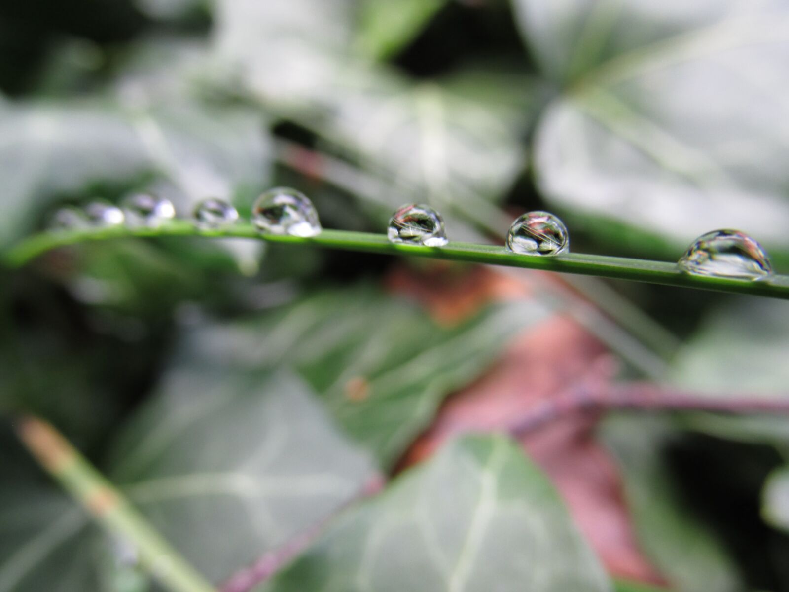 Canon PowerShot SX160 IS sample photo. Dew, drop, summer photography